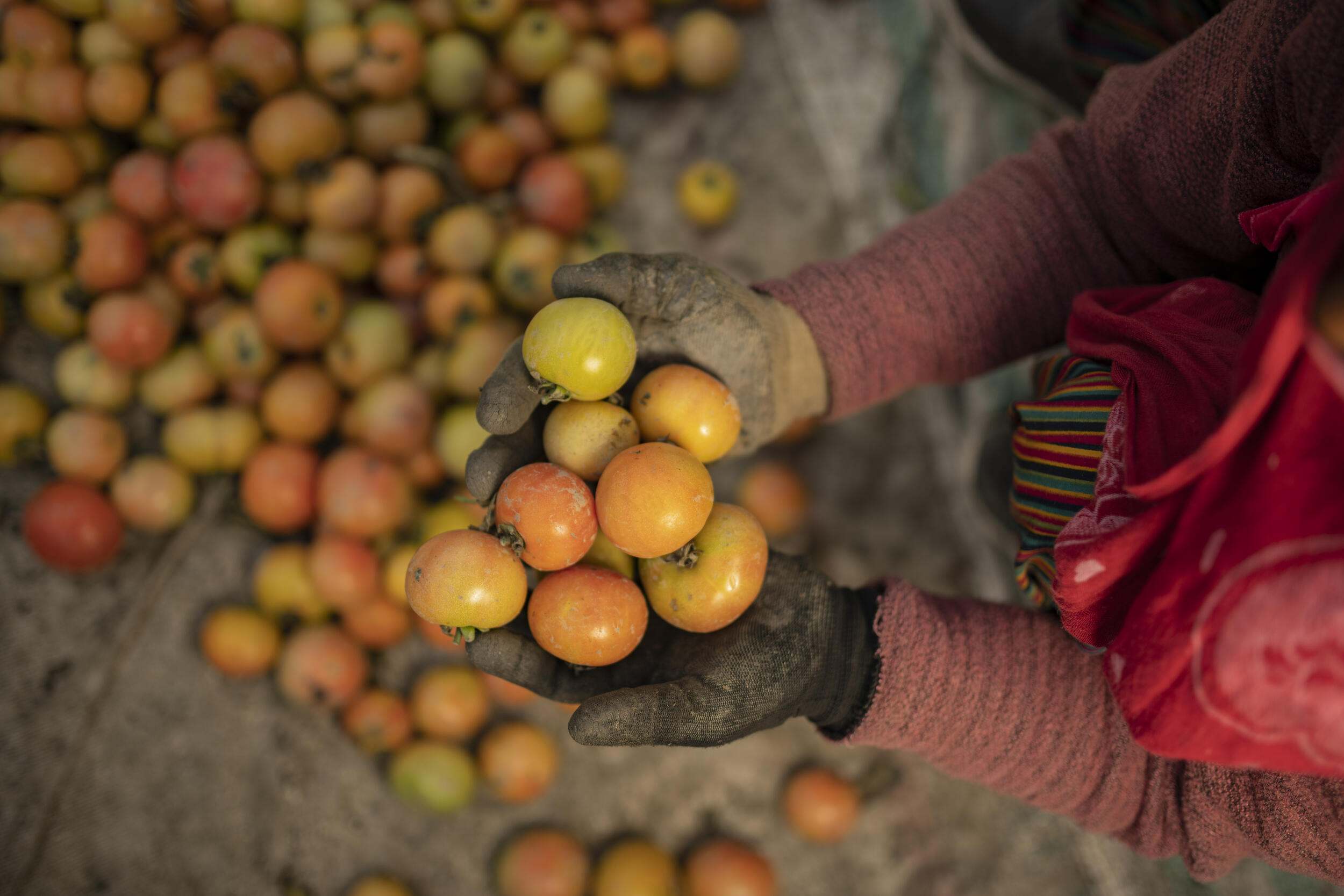 Hands hold harvested tomatoes.