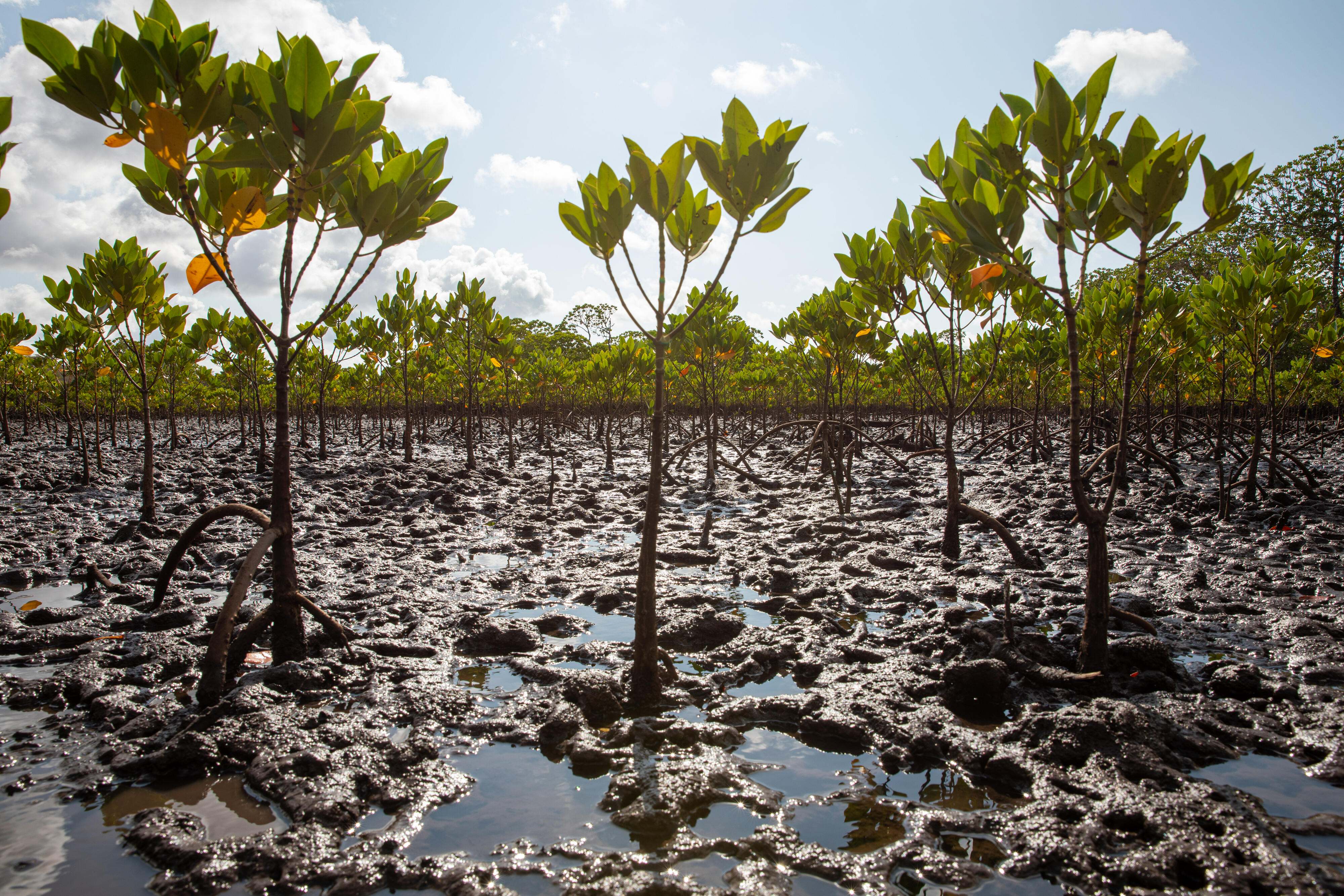 Growing trees in the mangrove restoration site.