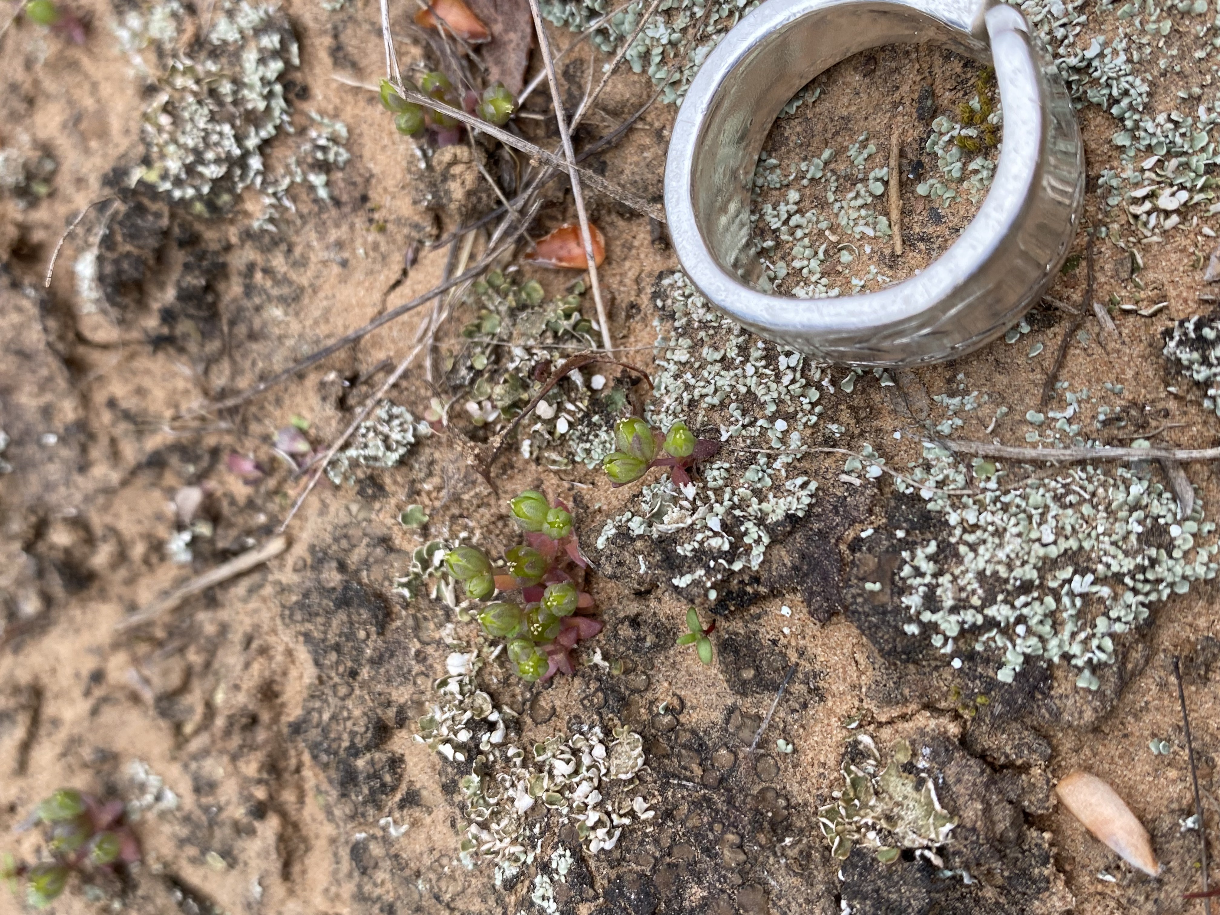 A metal band provides a comparison with small plants growing in sandy soil.