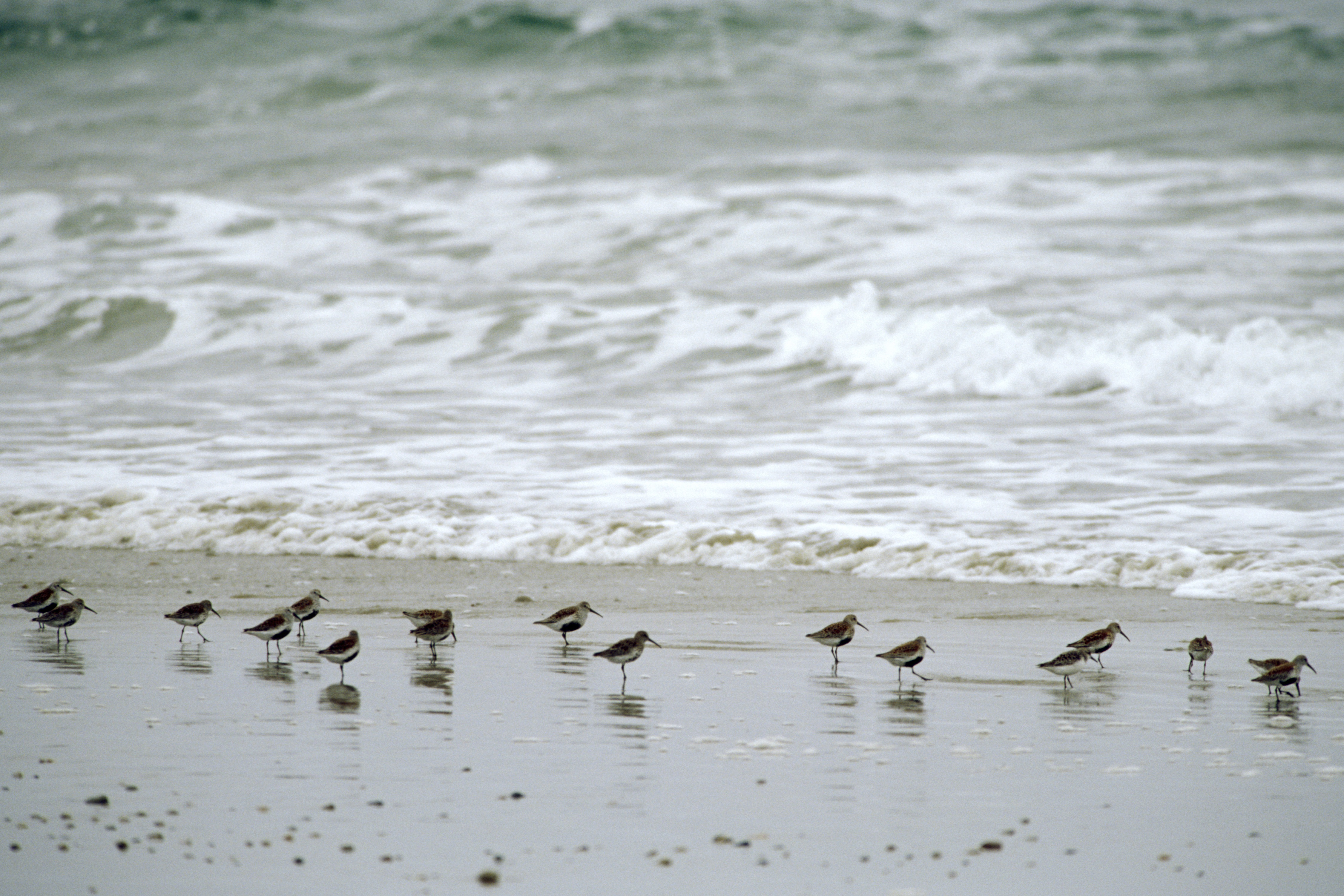 Several small shorebirds stand at the edge of an ocean.
