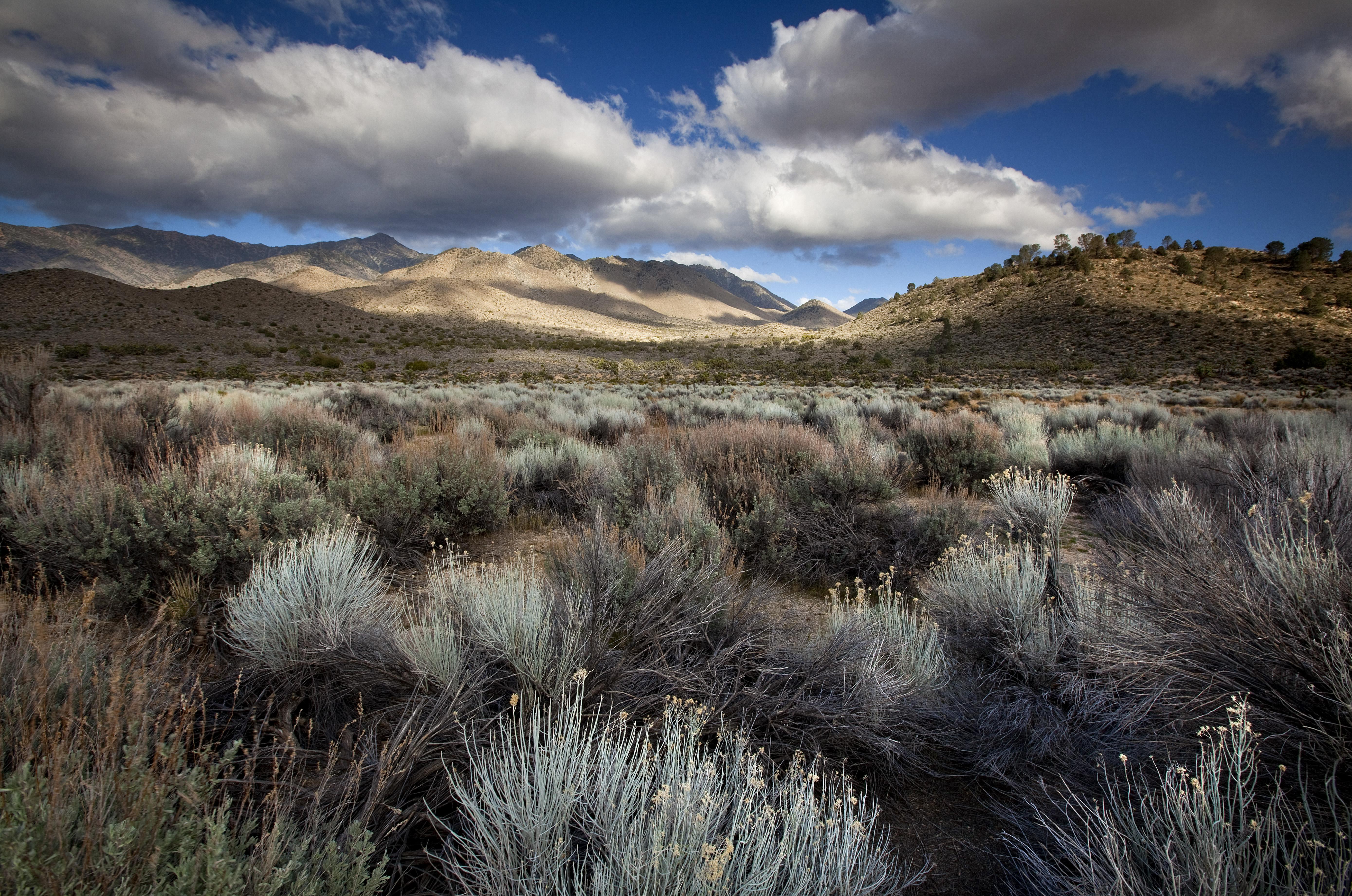 View of the Northern boundary of the Tehachapi wildlife