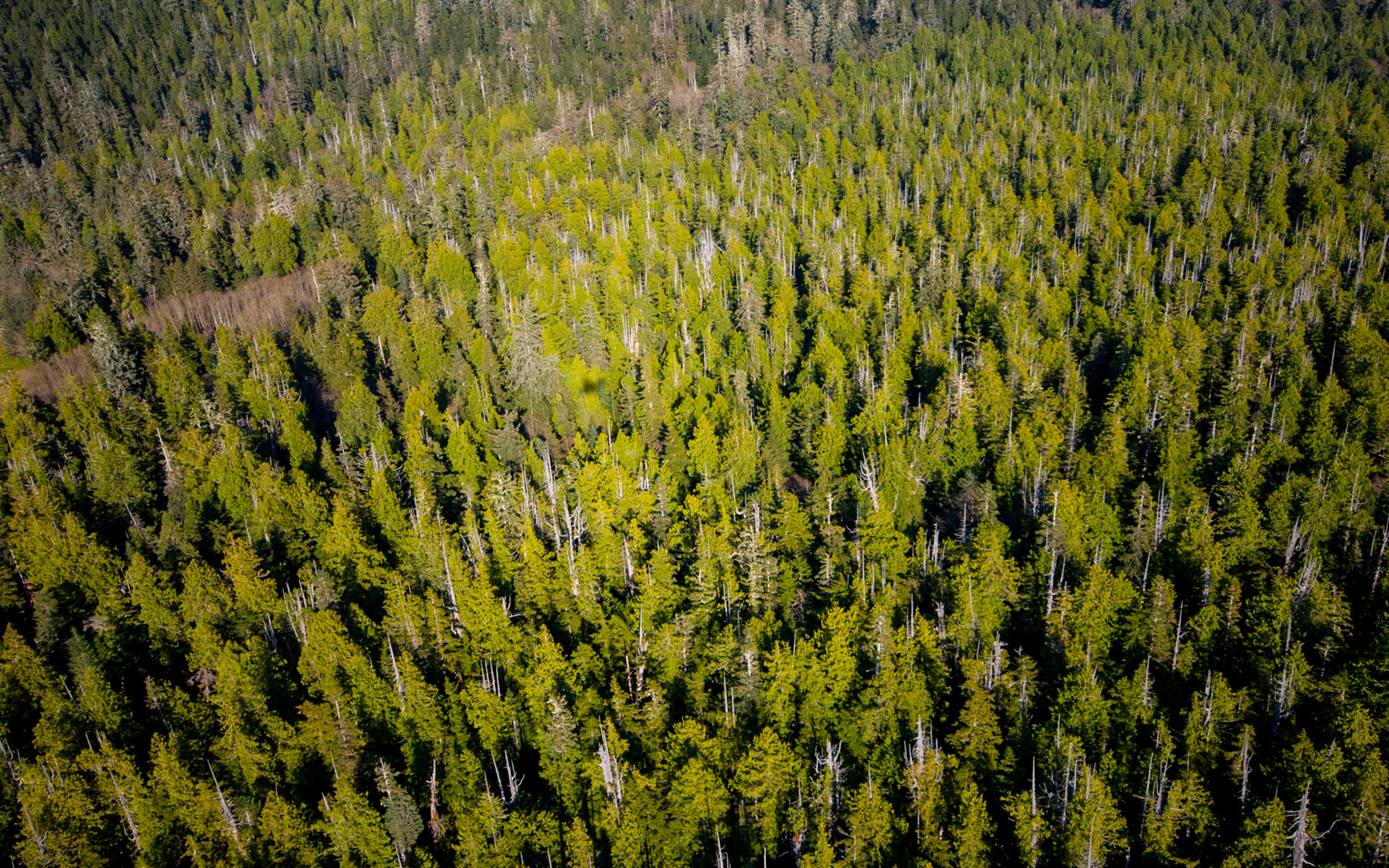 Aerial view of forested land below with lots of green trees. 