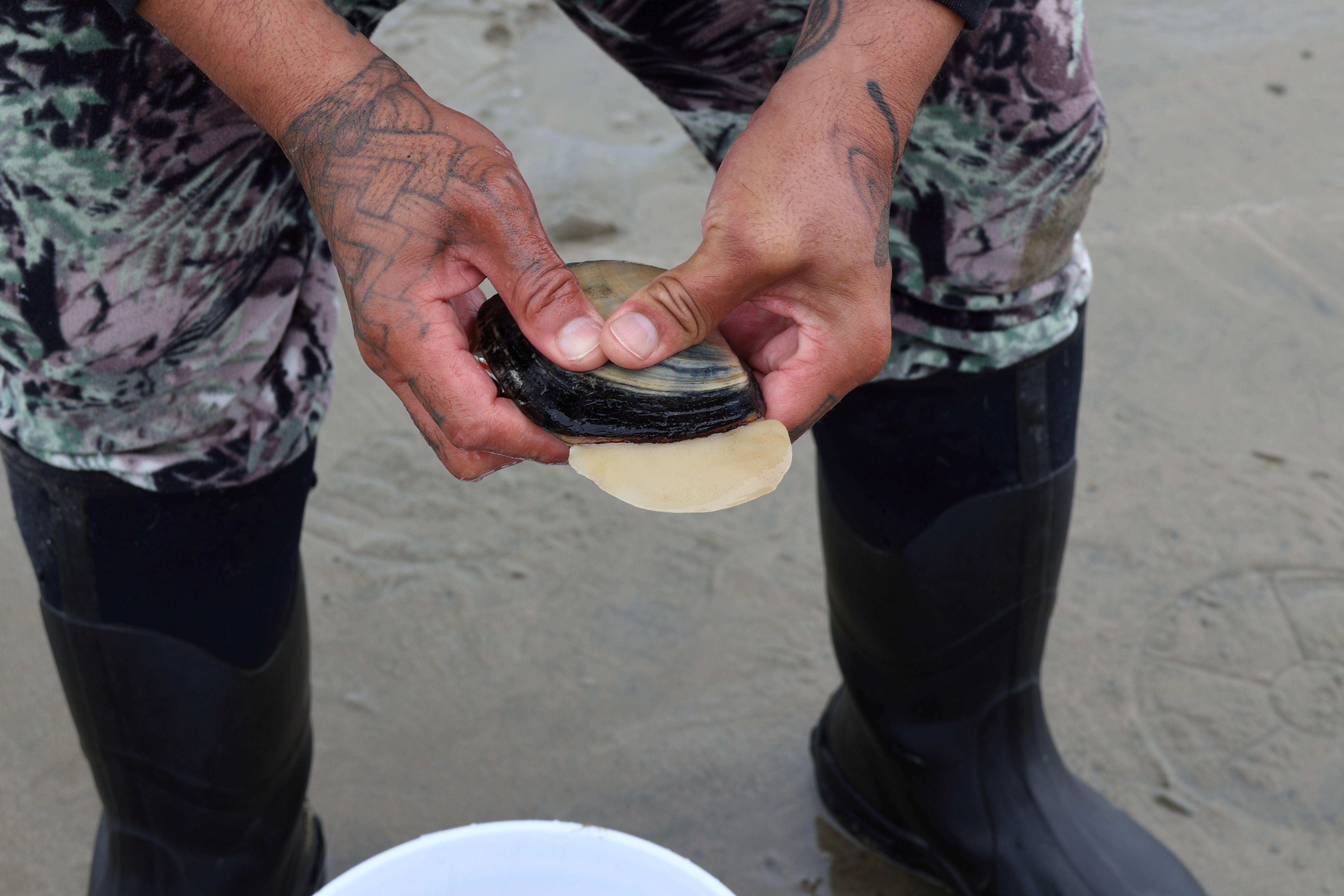 A person's hands hold a shellfish.