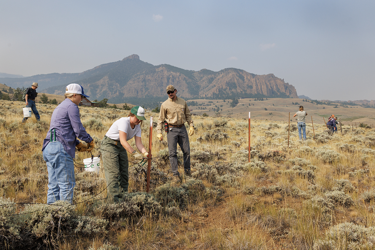 A group of volunteers removes an old fence from a property.