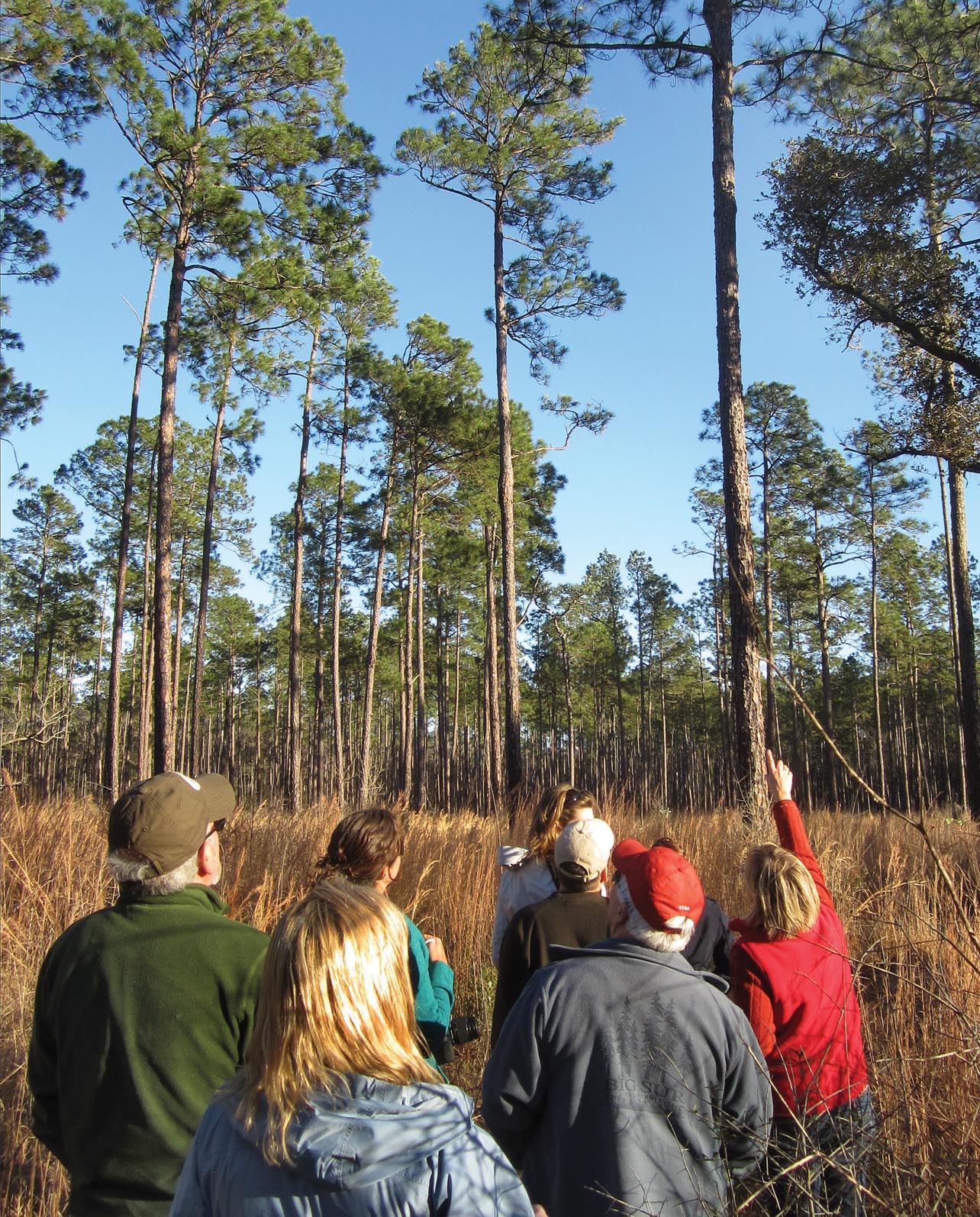 A group of people stand in a field and look at some trees.