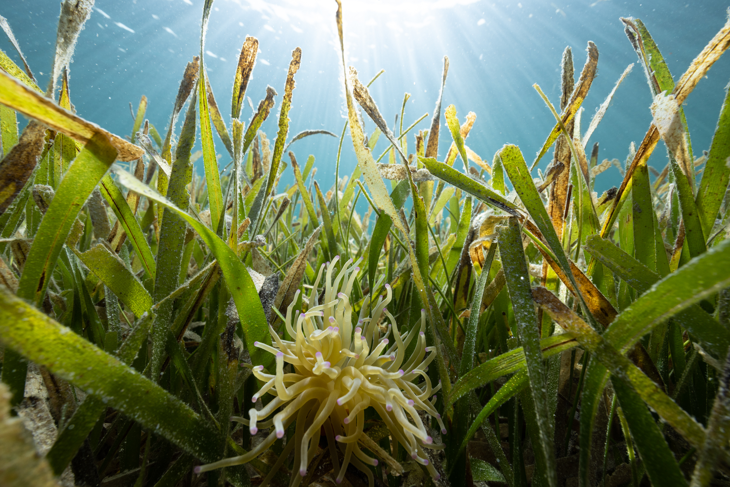 Underwater view of healthy seagrass and anenome.