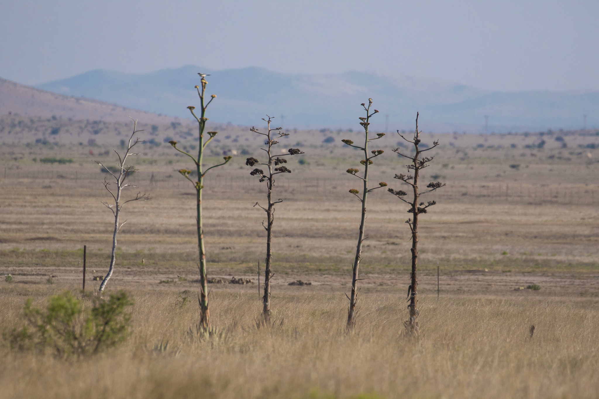 Five tall, lengthy agave plants grow in a desert field.