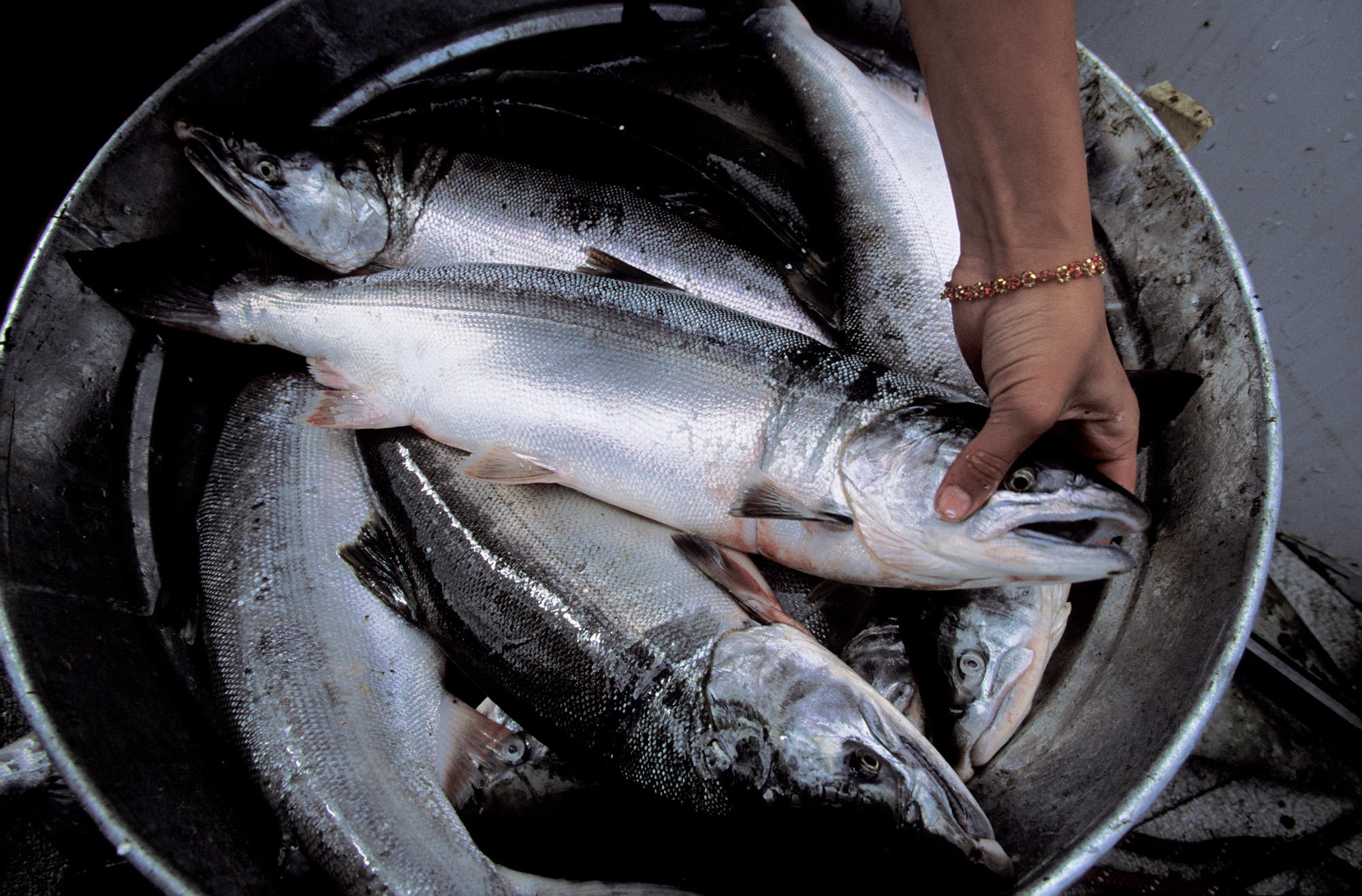 Harvesting salmon is a summertime focus for many in Bristol Bay communities. Keeping traditions like these alive and well remains a shared priority