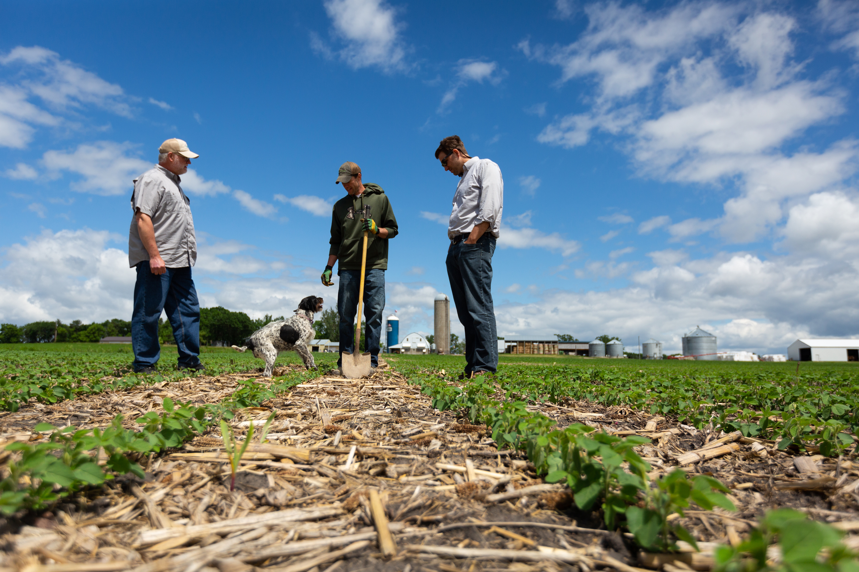Three men and a dog stand in a field of row crops.
