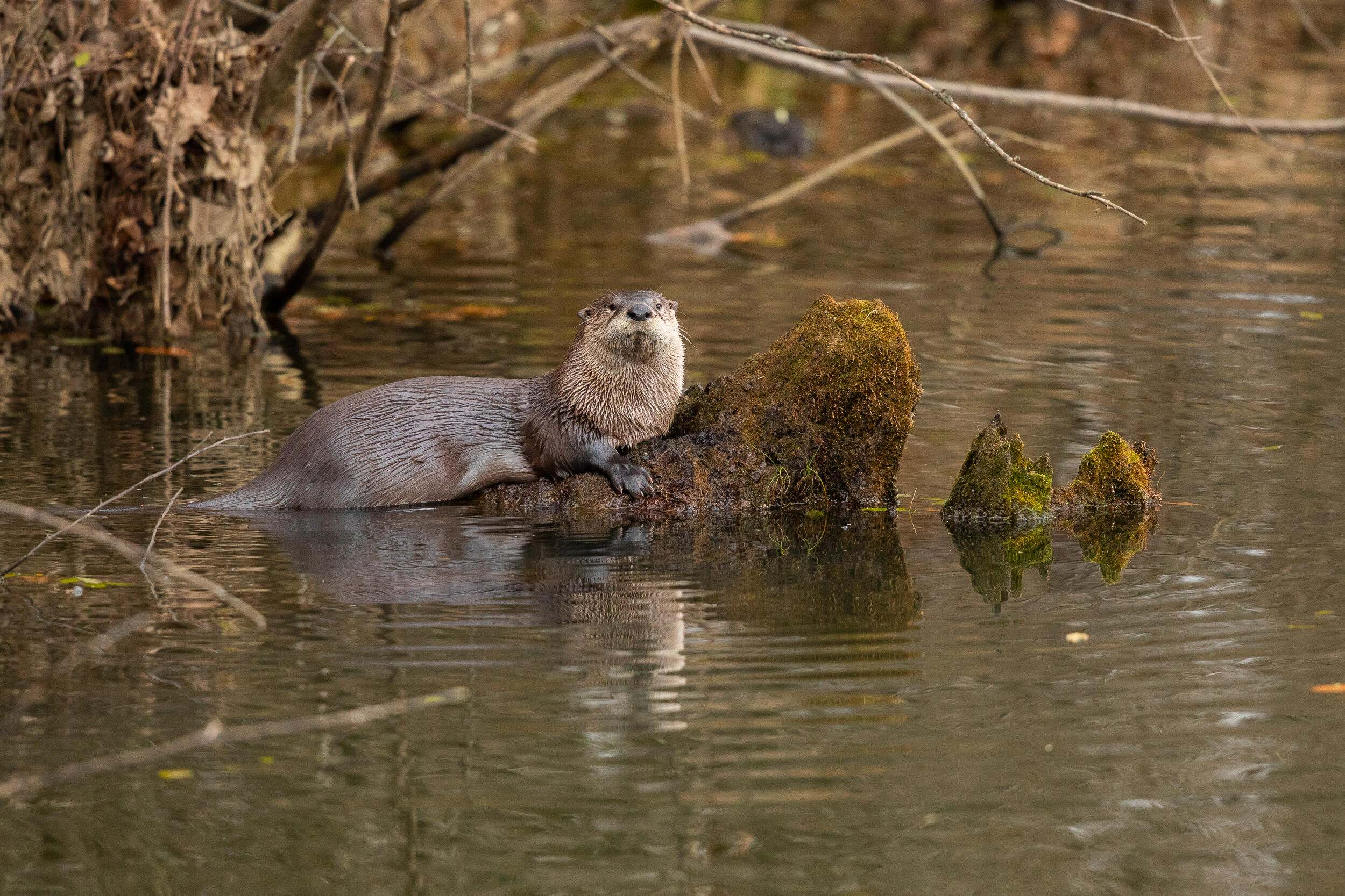 River otters in water.