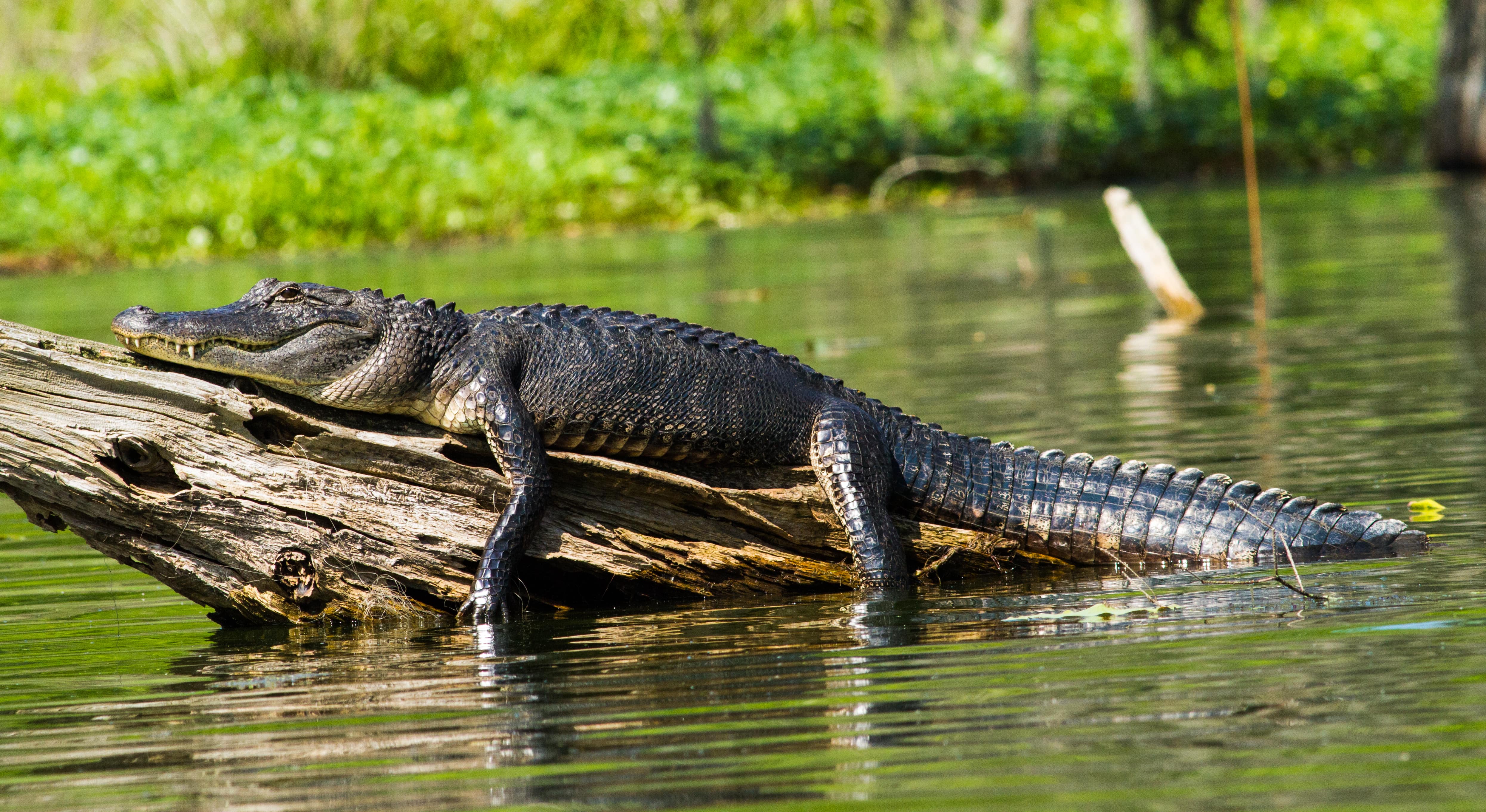 An alligator takes a nap on a big log surrounded by water.