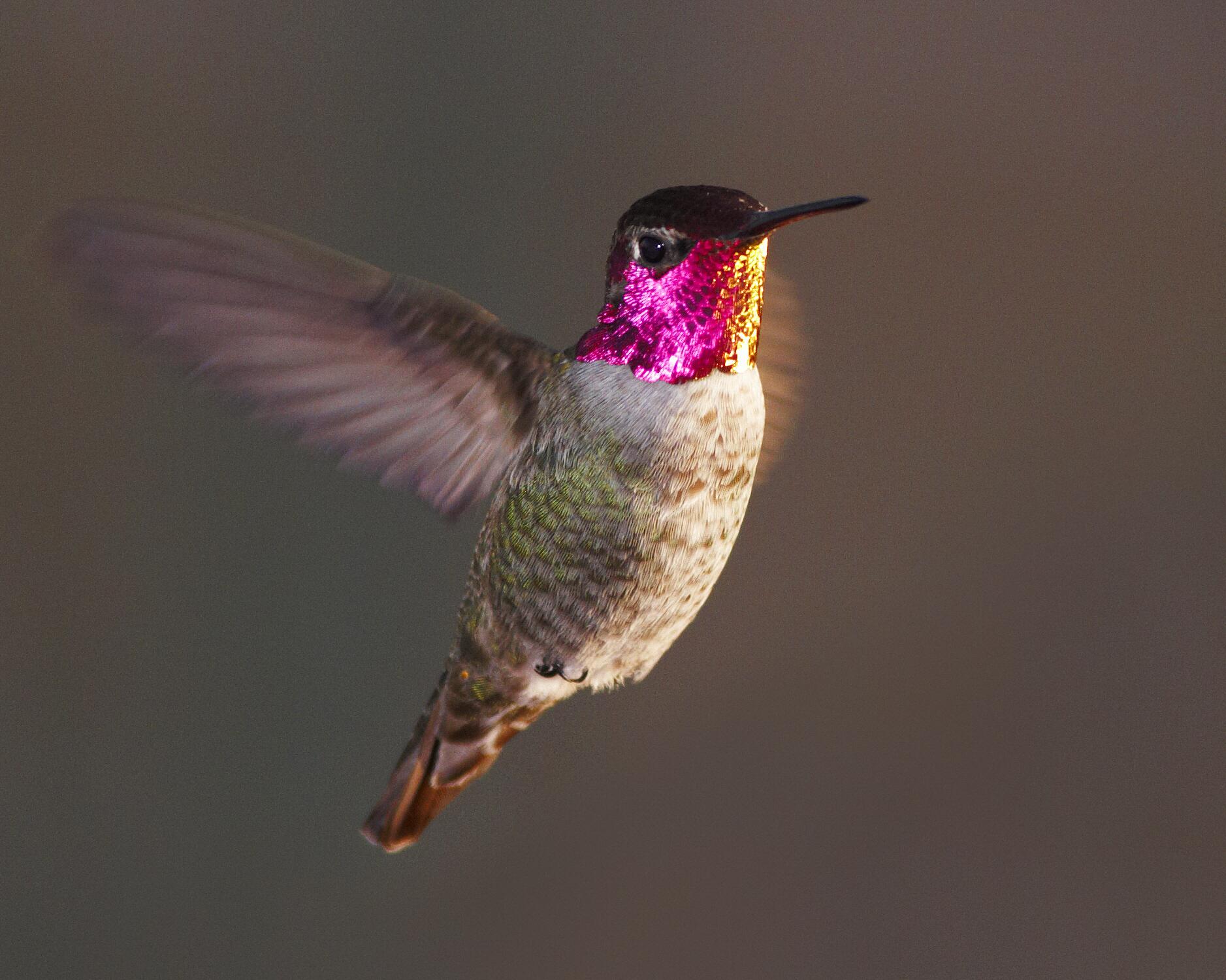 A photograph captures the busy wings of a small bird with a magenta neck in flight.