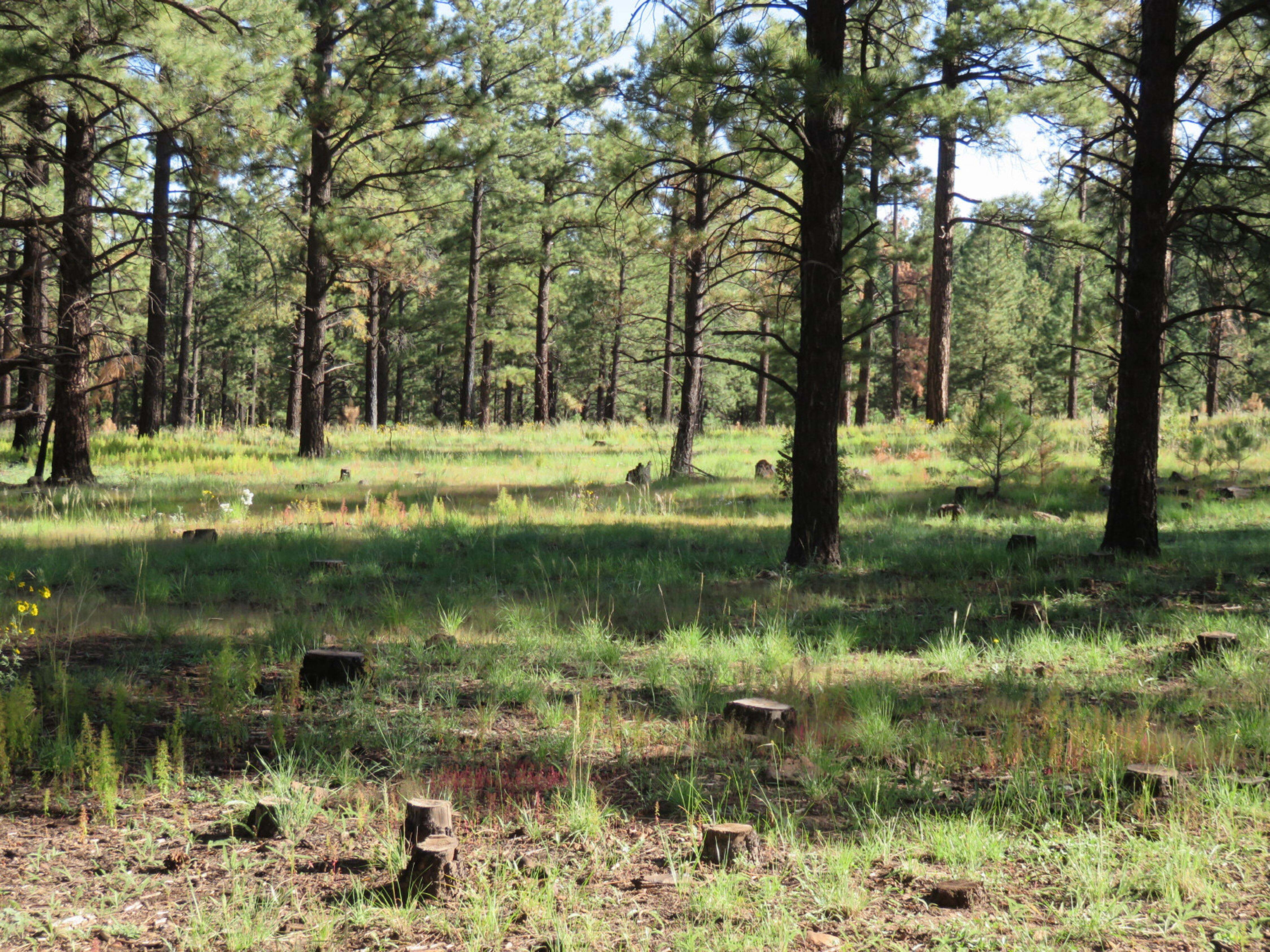 View of a grassy forest during the daytime with tree stumps in the foreground.
