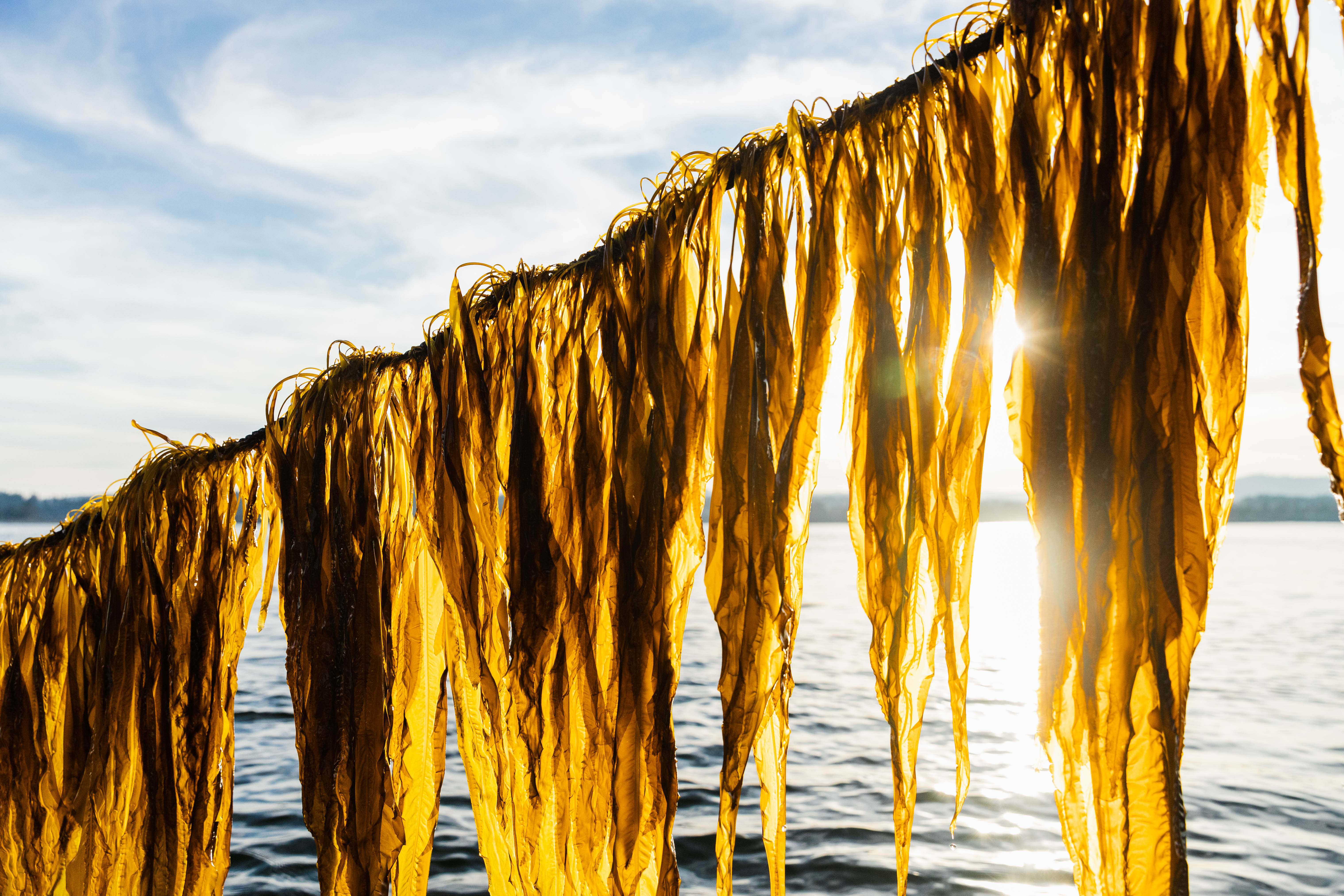 Seaweed hangs from a rope.