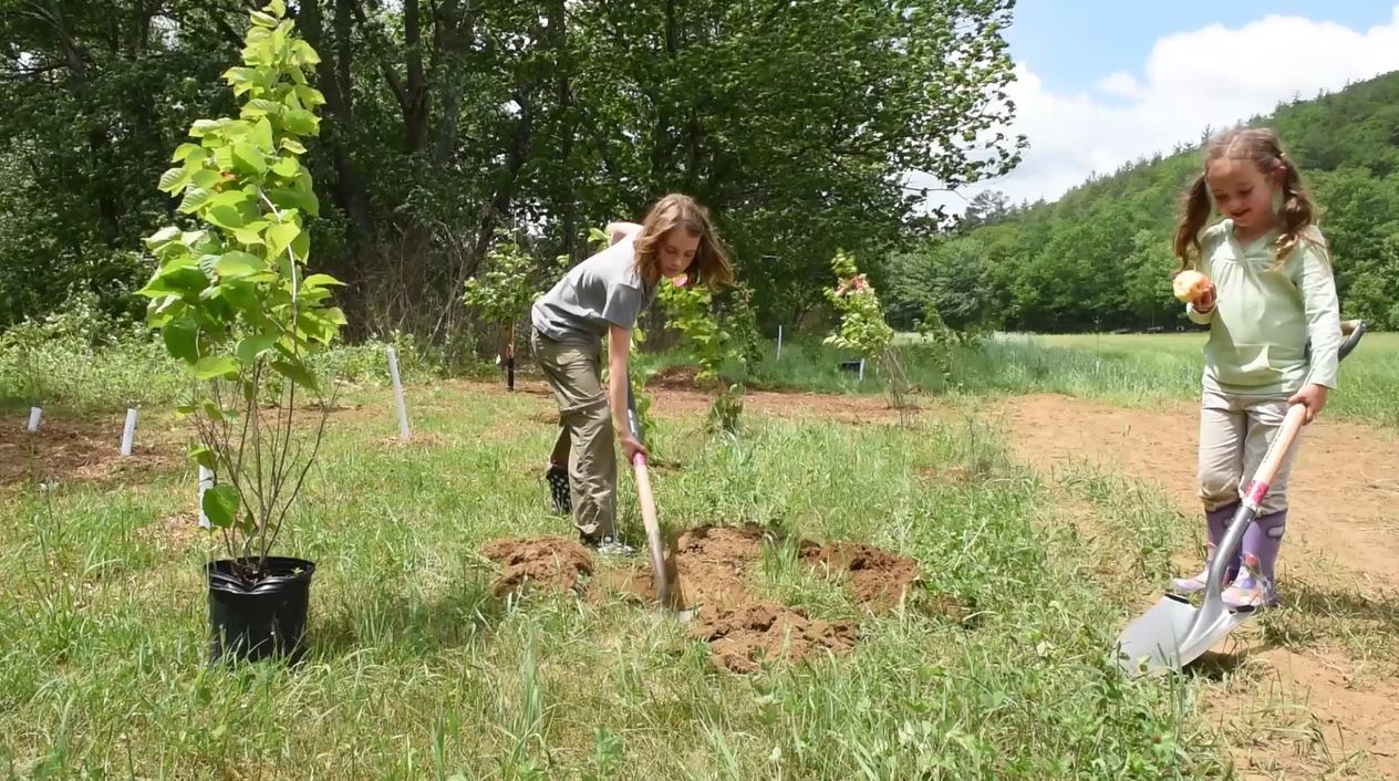 Two young people use shovels to dig in dirt before planting a tree.
