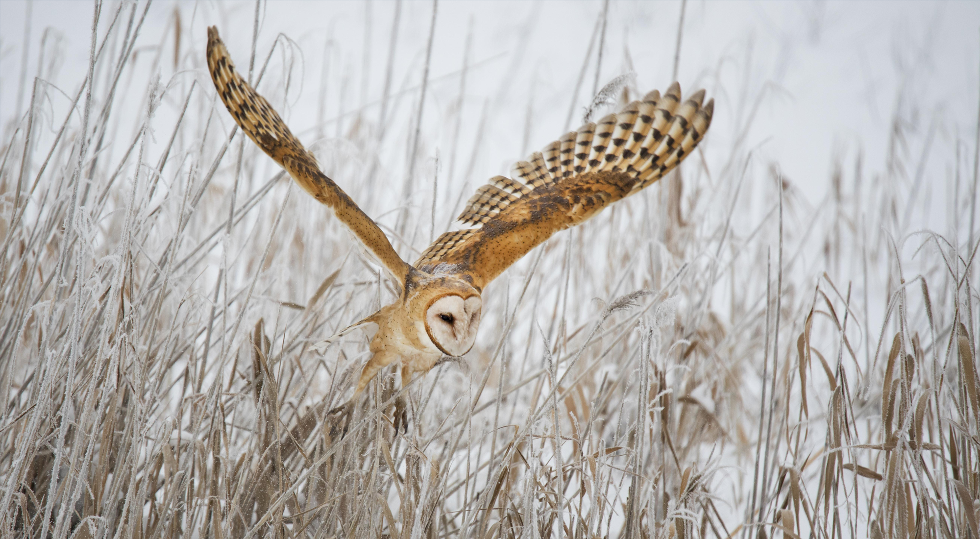 Barn owl (Tyto alba).
