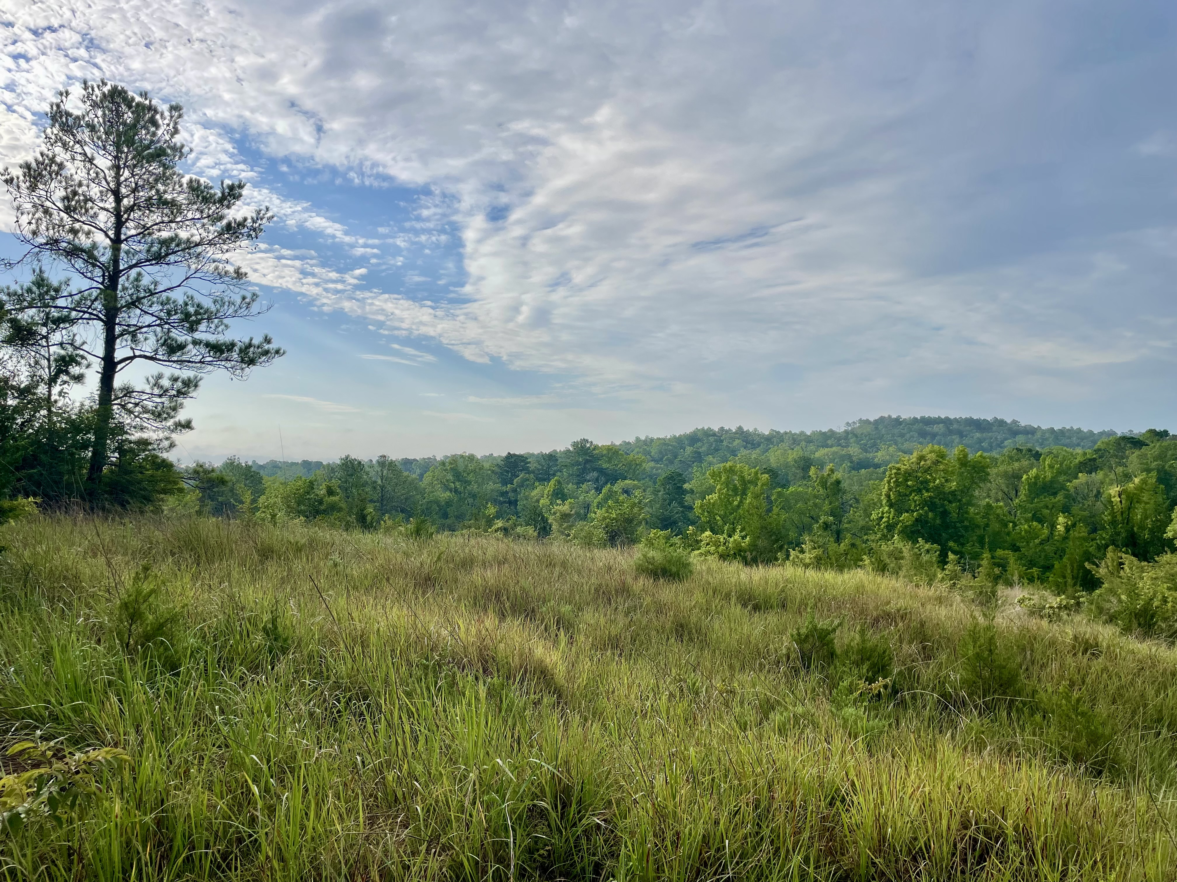 Green grasses spread outo across a prairie.