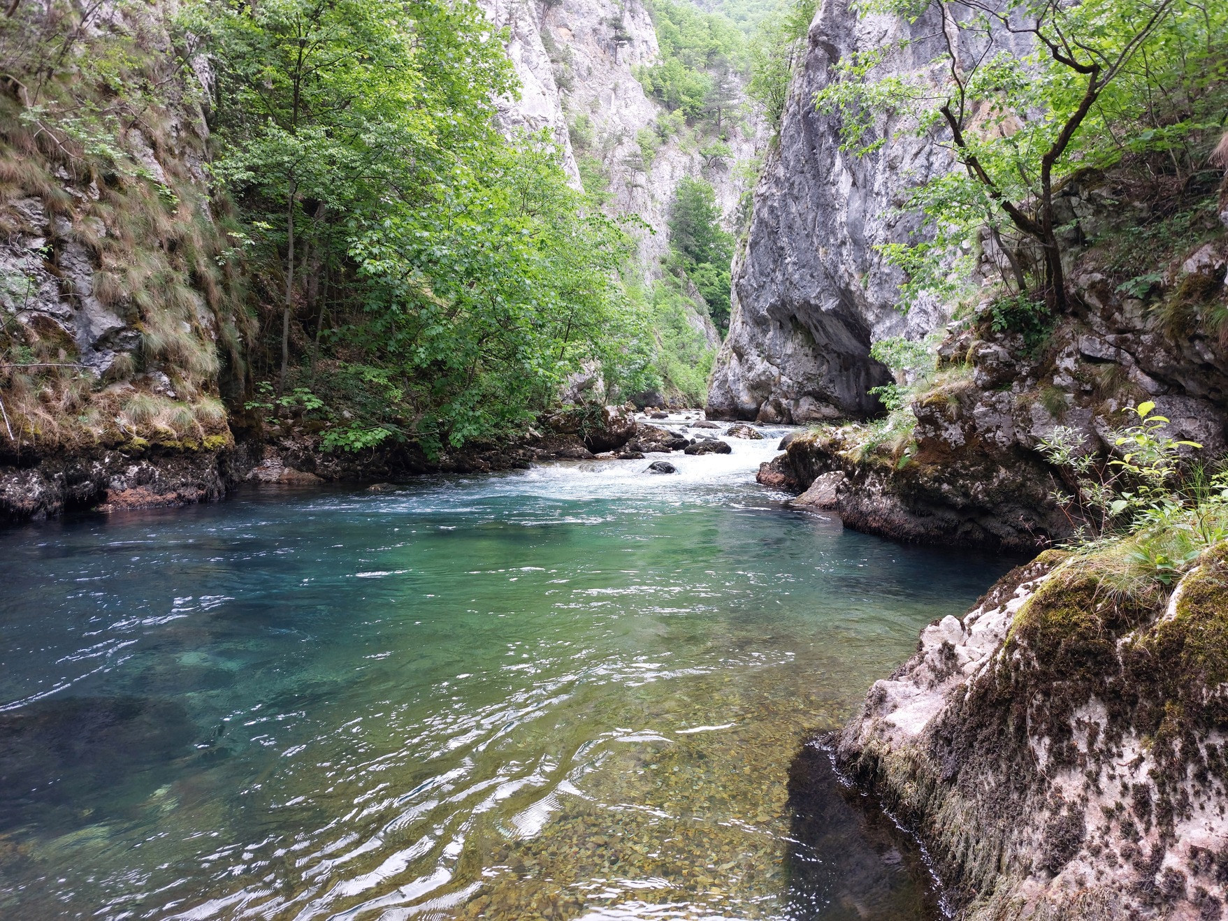 River carves through a gorge amongst plants and trees.