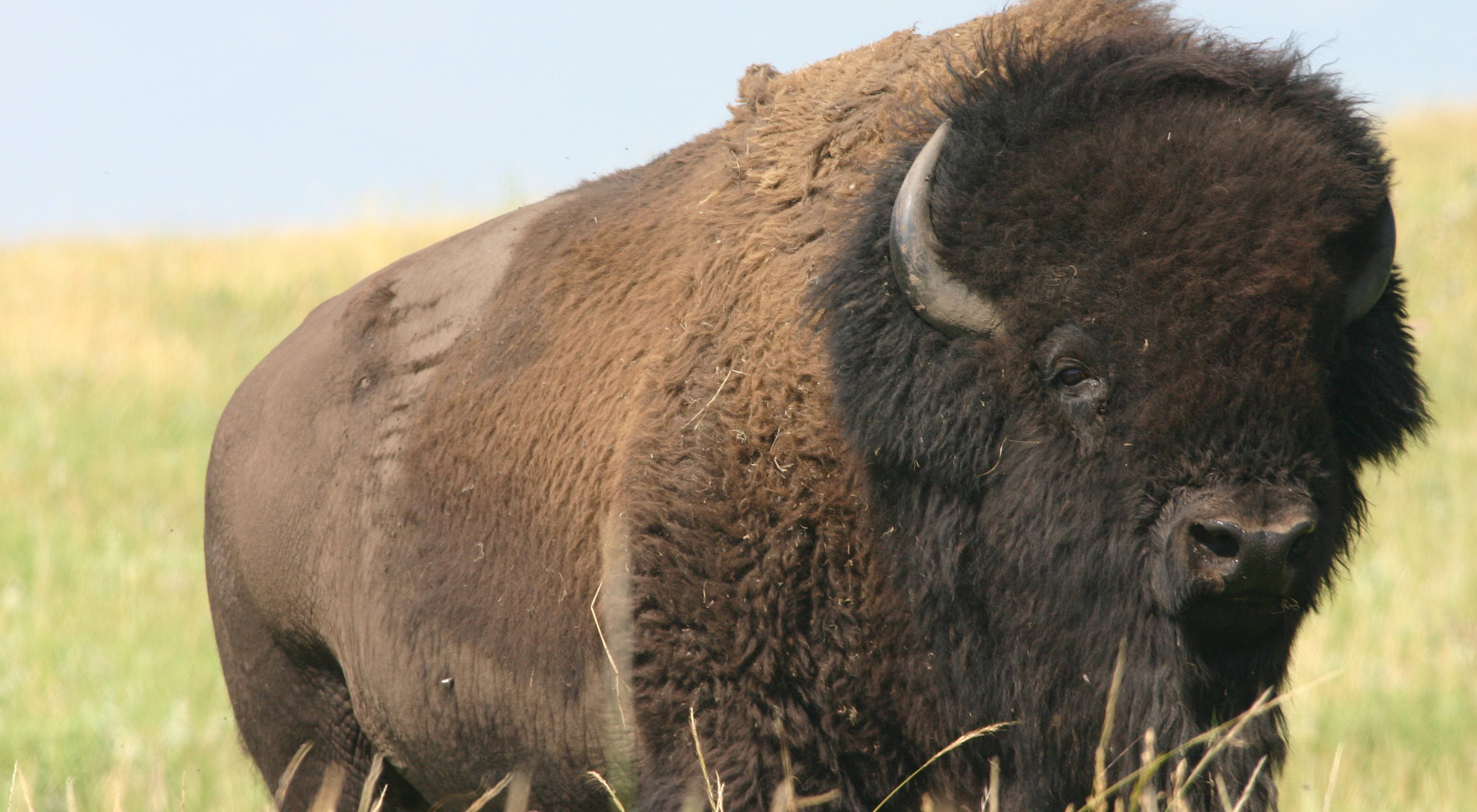 A bison in a prairie.