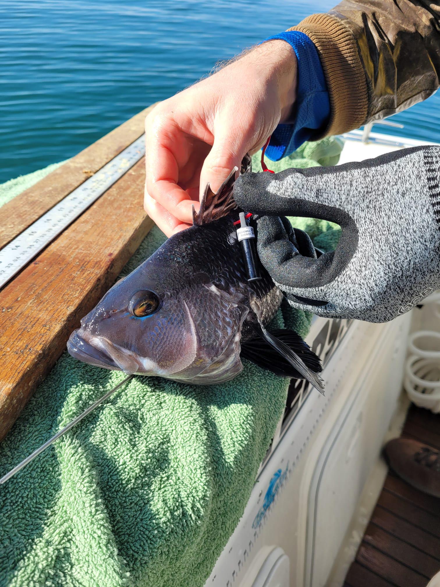 A fish is getting tagged.