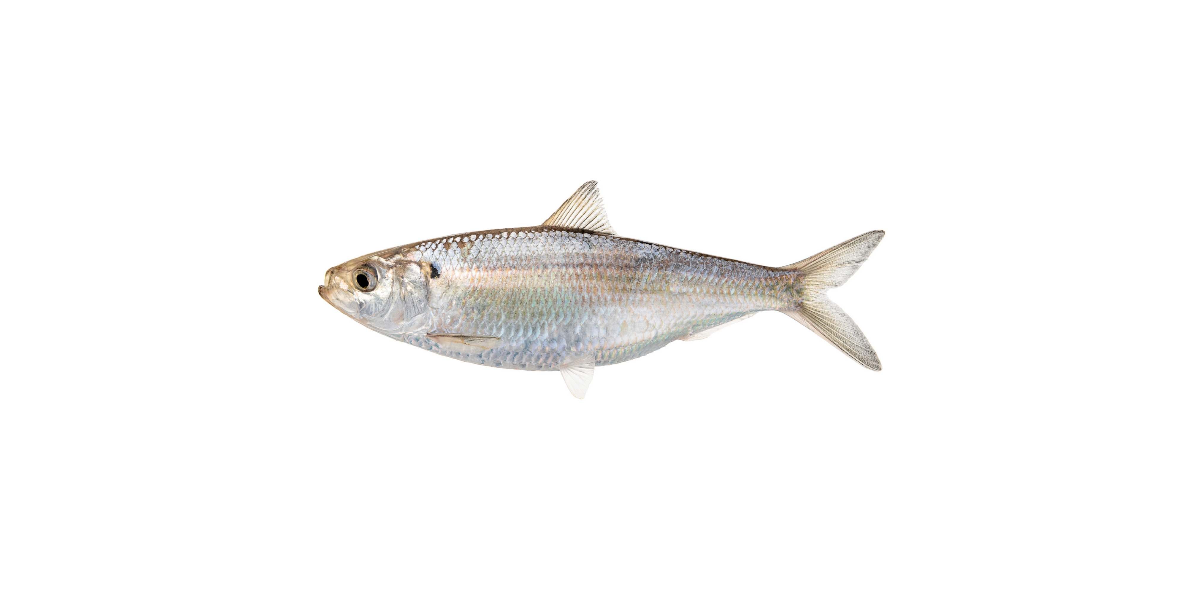 Blueback Herring on plain background.