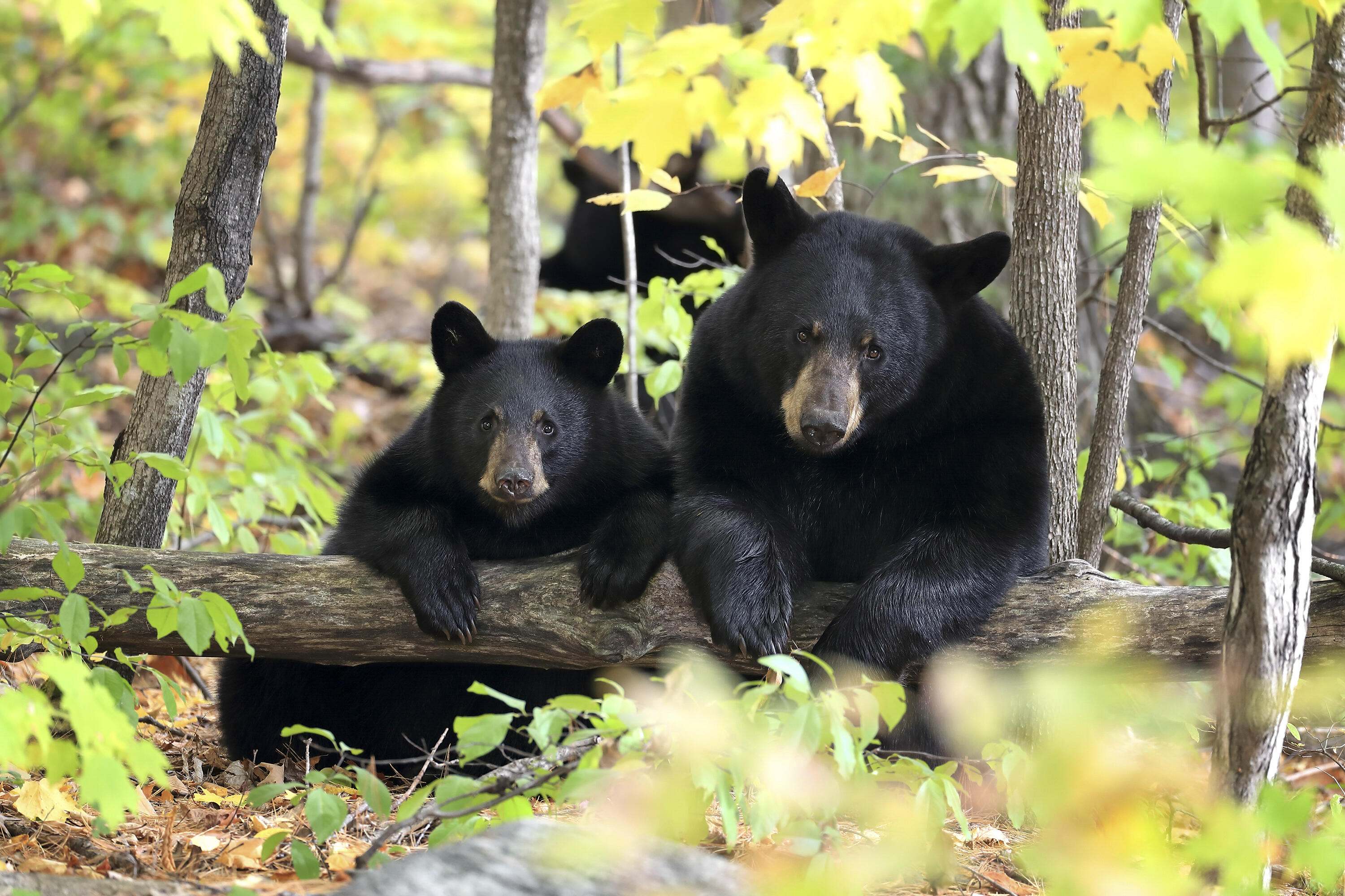 A blackk bear and cub.
