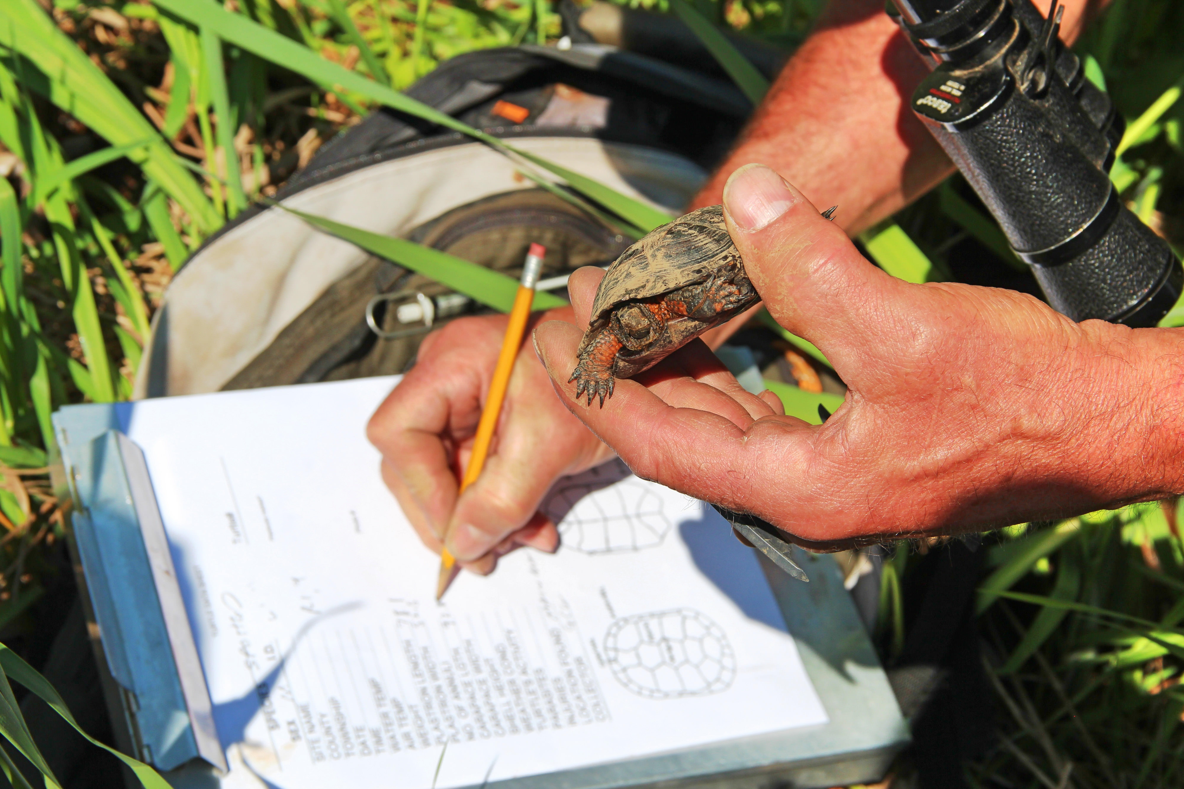 A person holds a bog turtle while writing something.