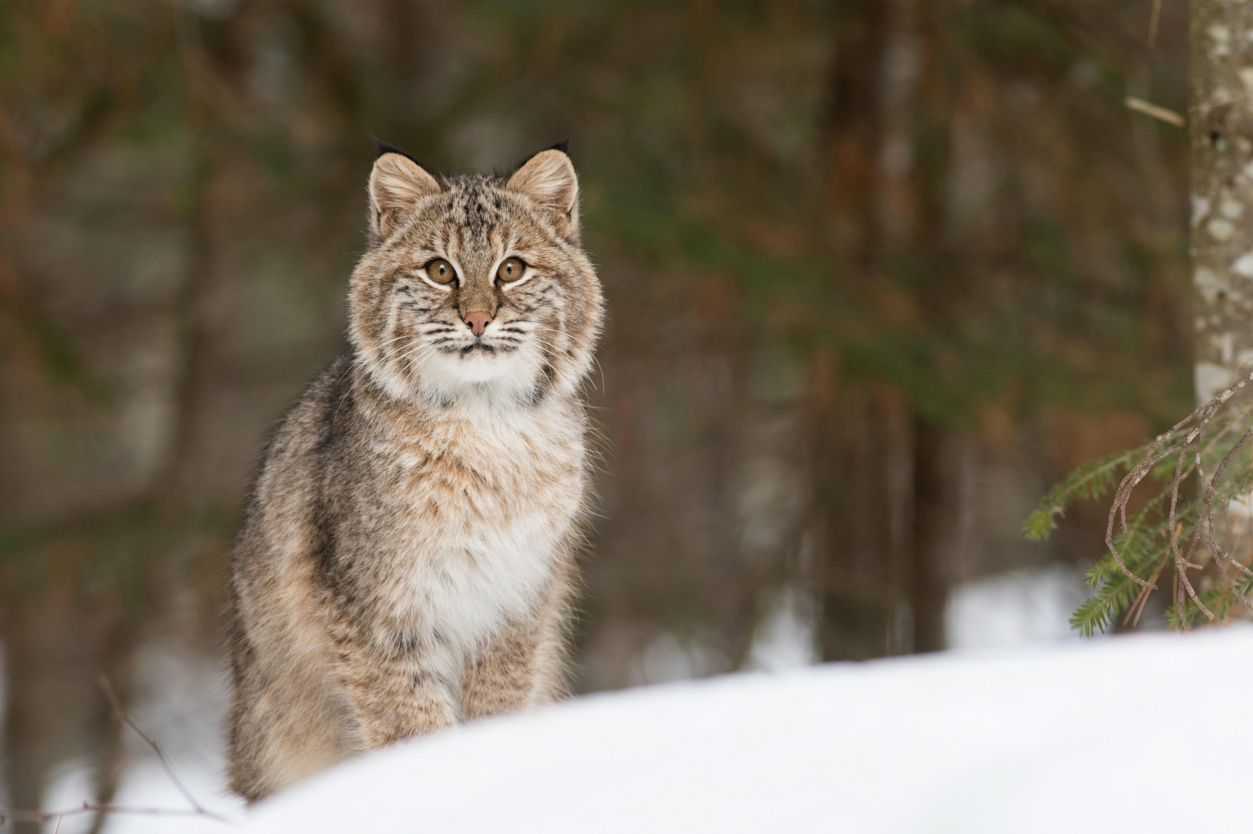 Bobcat in the snow