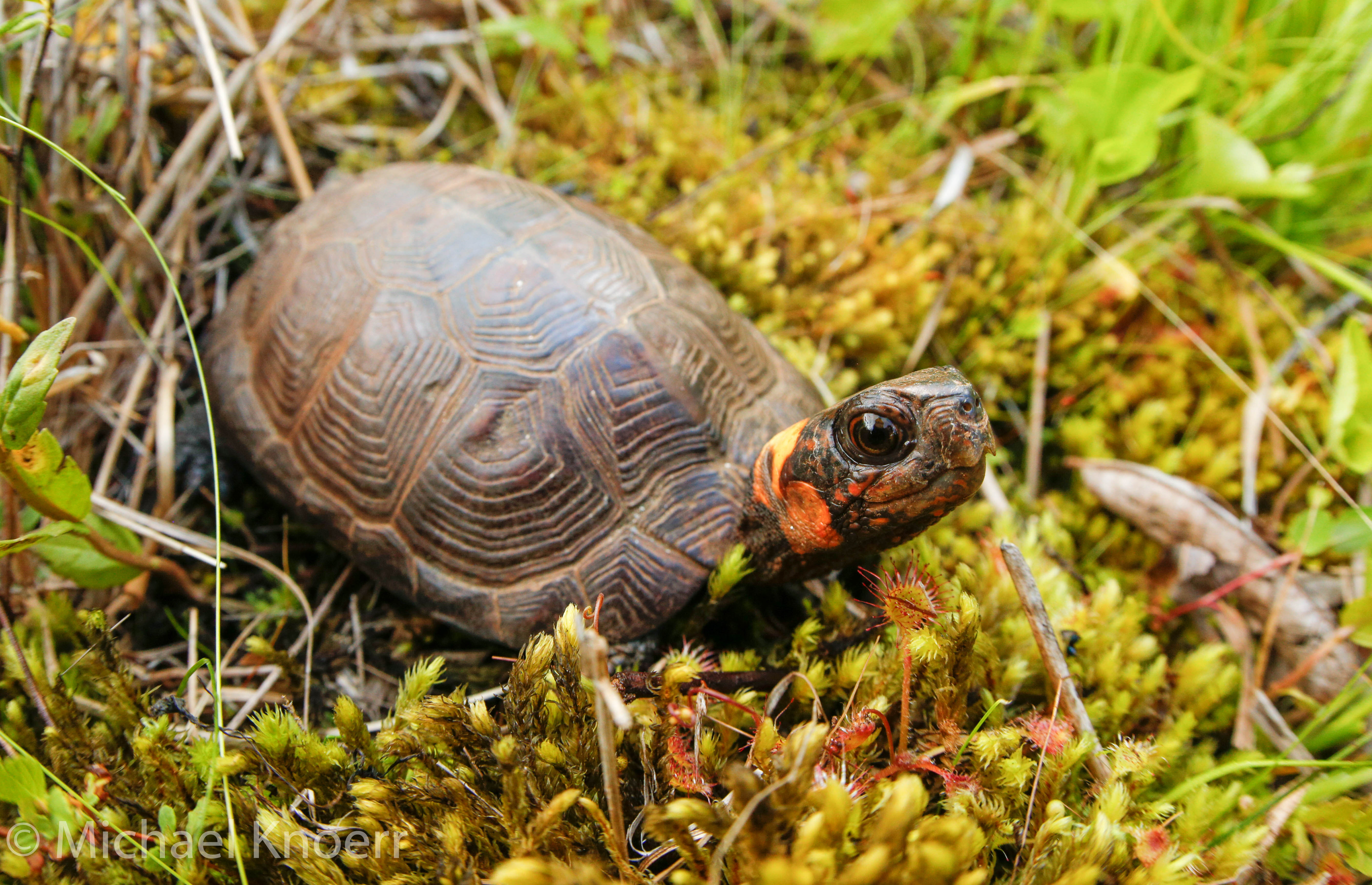 A Bog turtle looking up from a mossy bog floor.