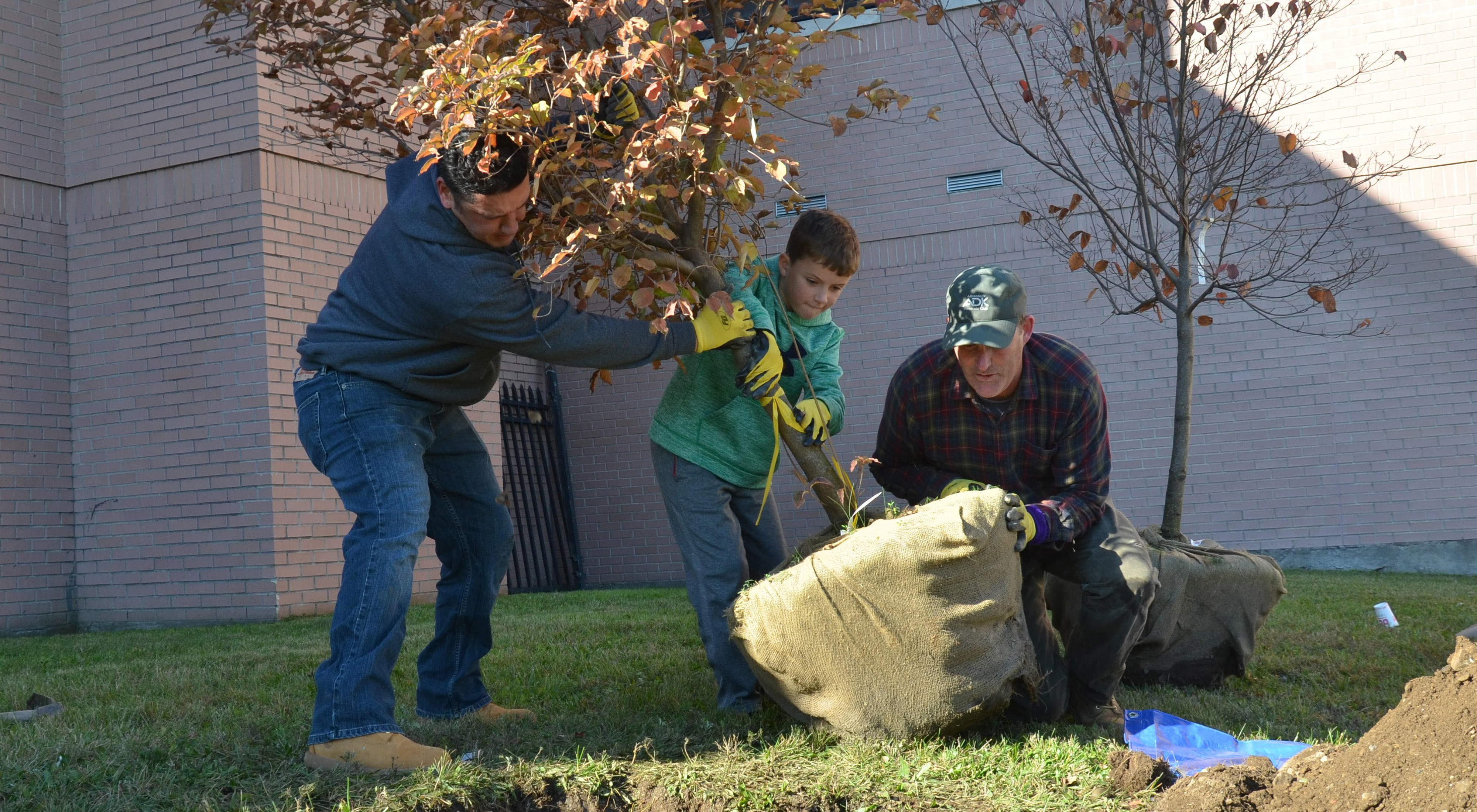 Three people move a new tree into a hole.