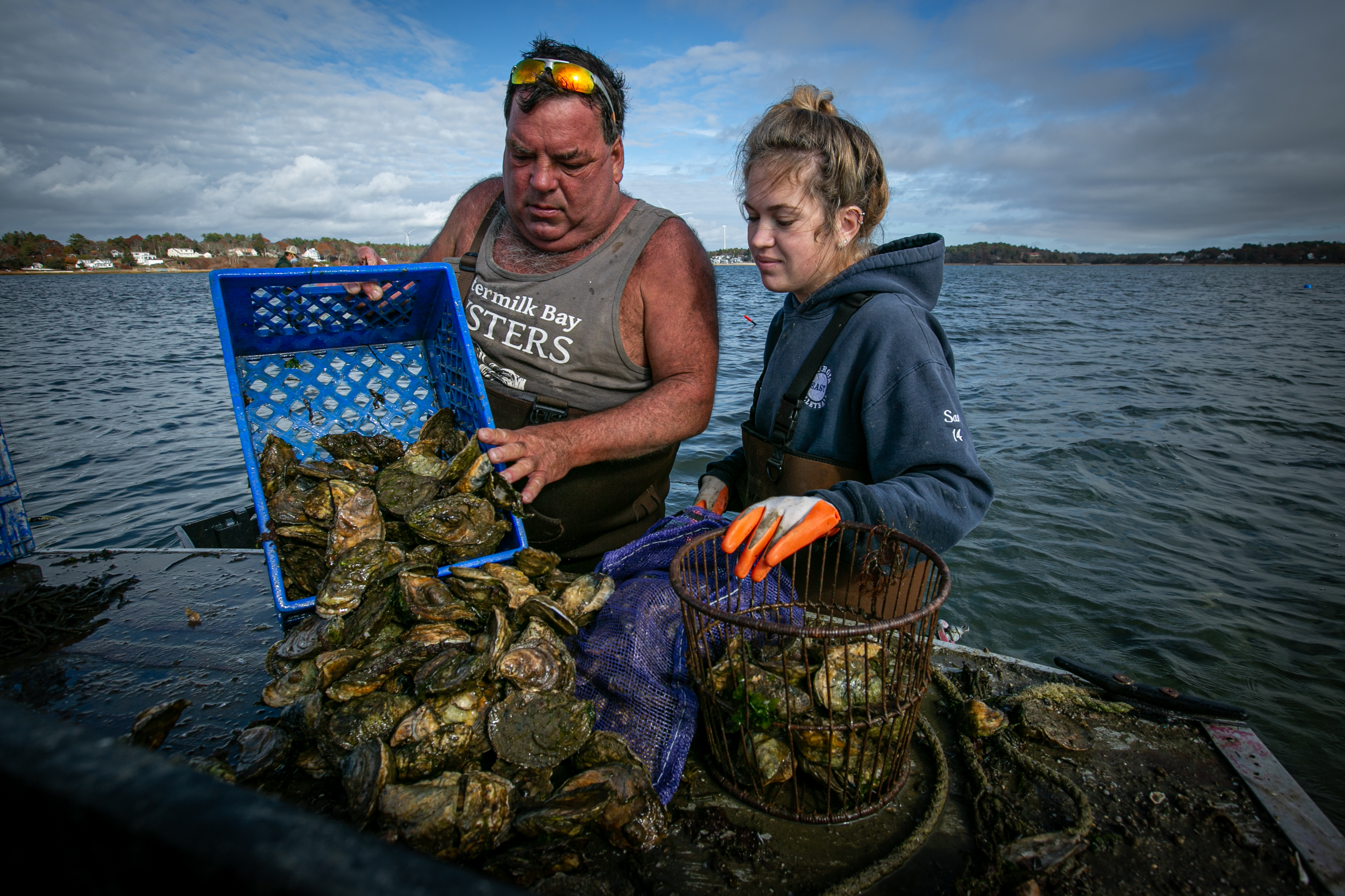 Two people stand in the waters of Buttermilk Bay with oysters in bins on the back of a boat.