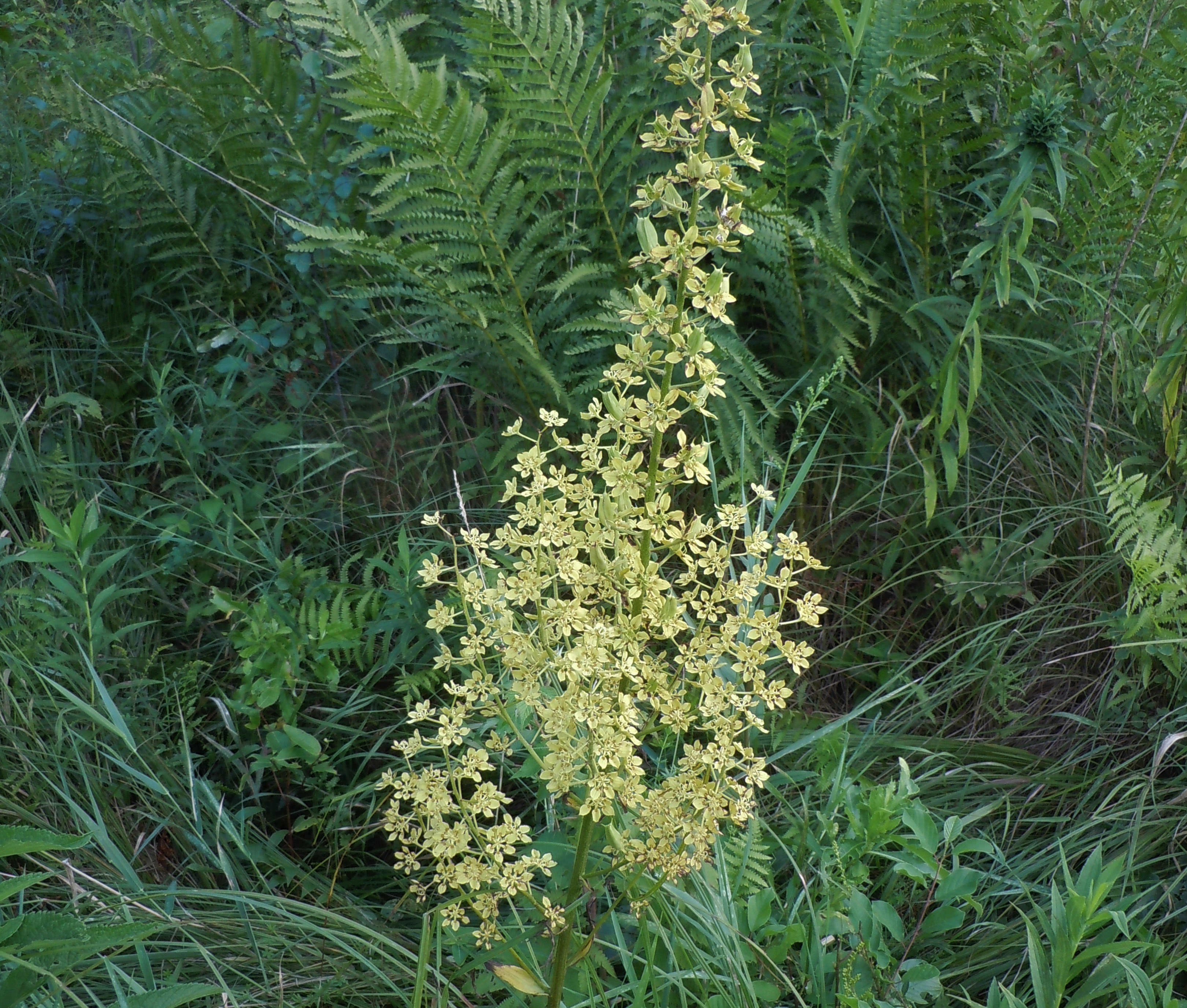 Panicle of white flowers amongst green vegetation.