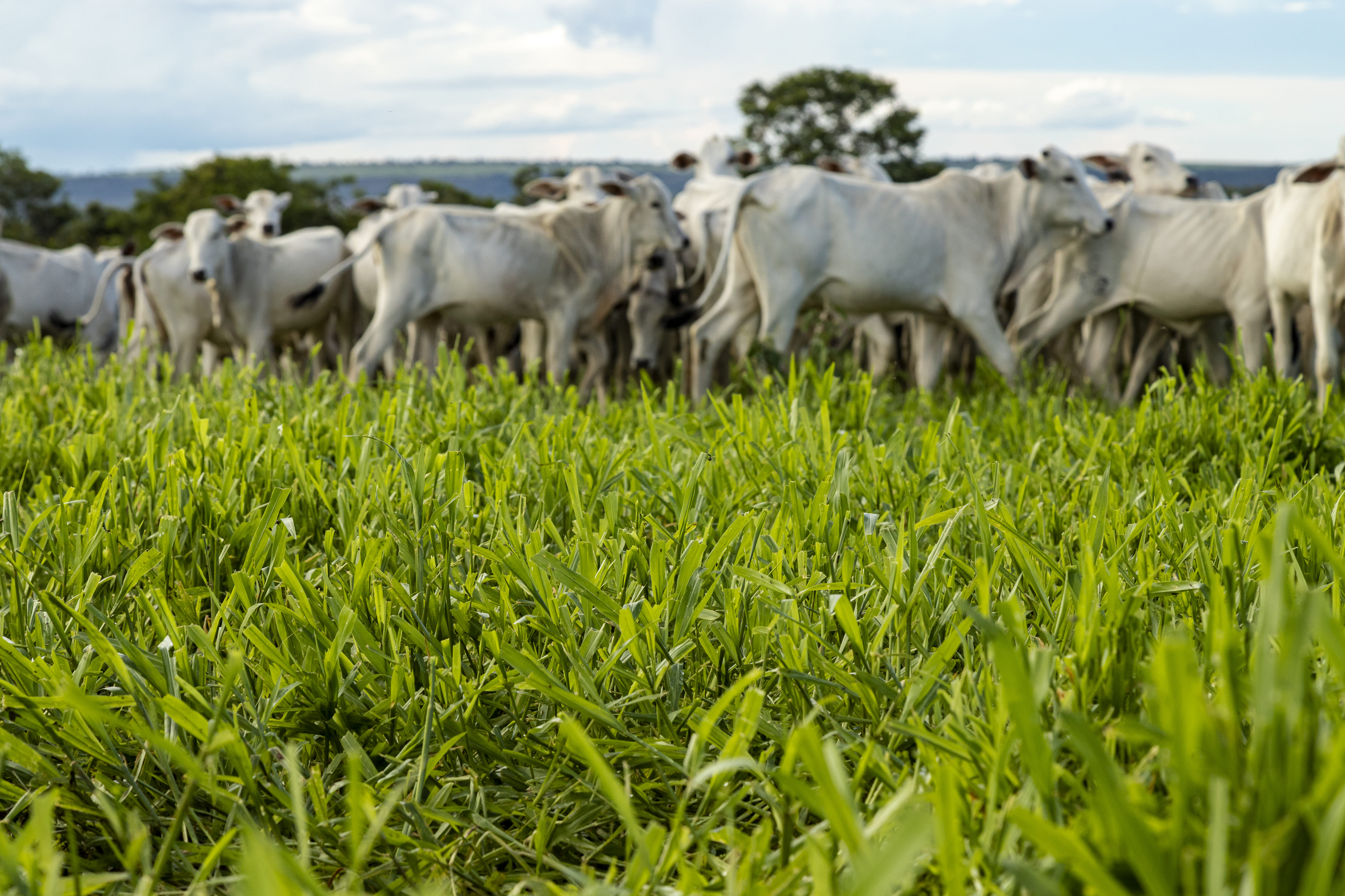 Ganado pastoreando pastoreo sustentable en Pará.