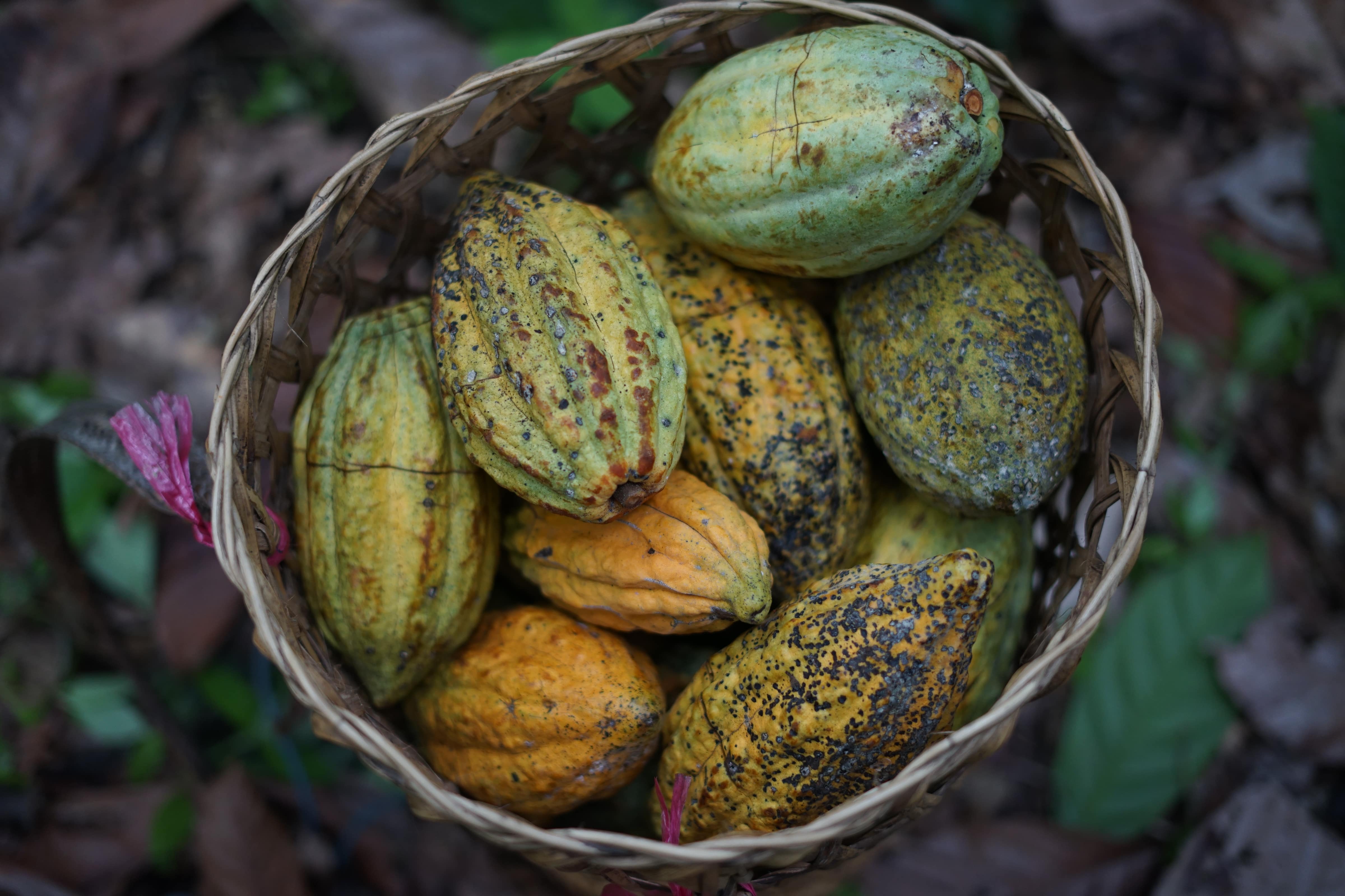 A bowl of cacao harvested in Indonesia.