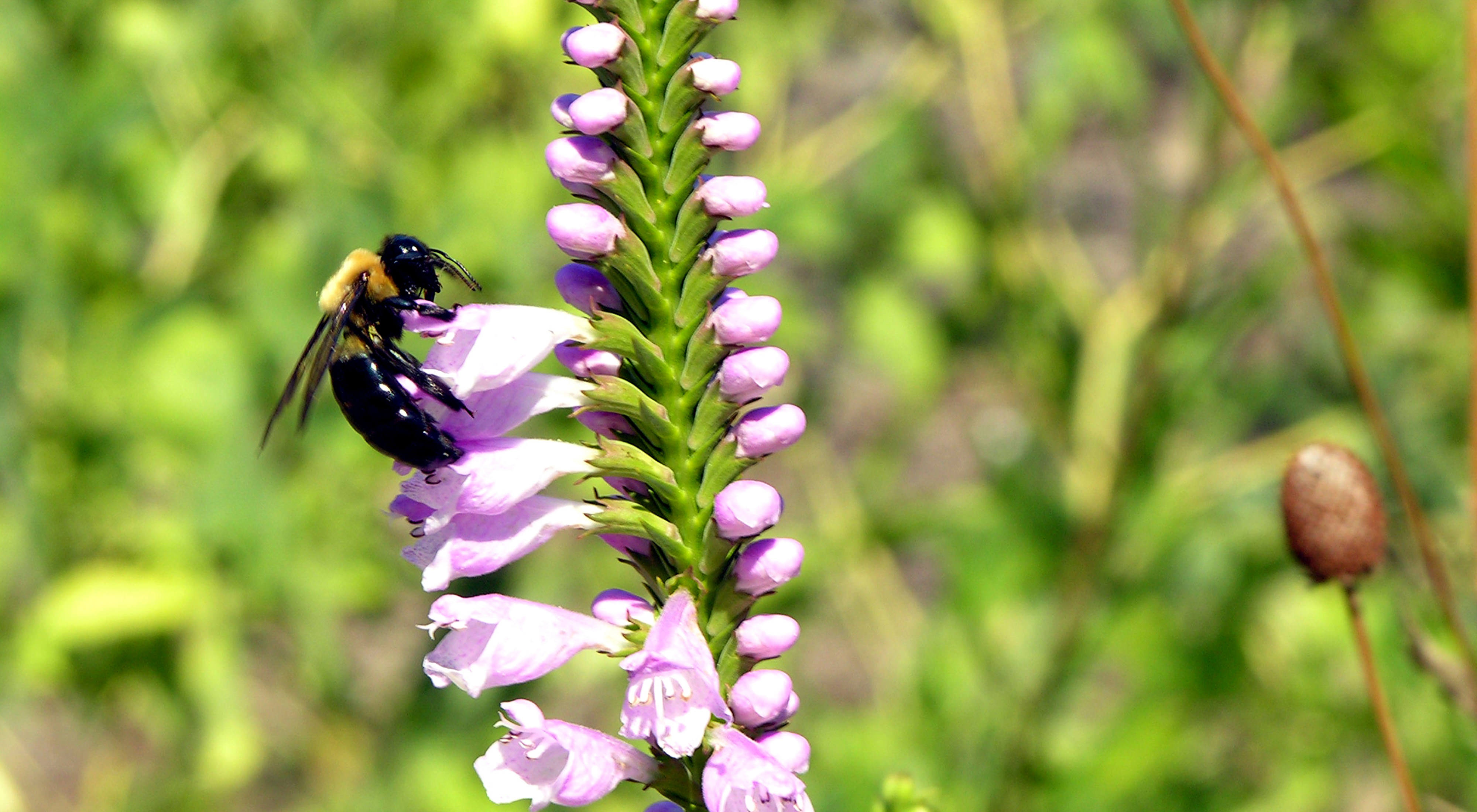 close up of bee on a light purple flower.