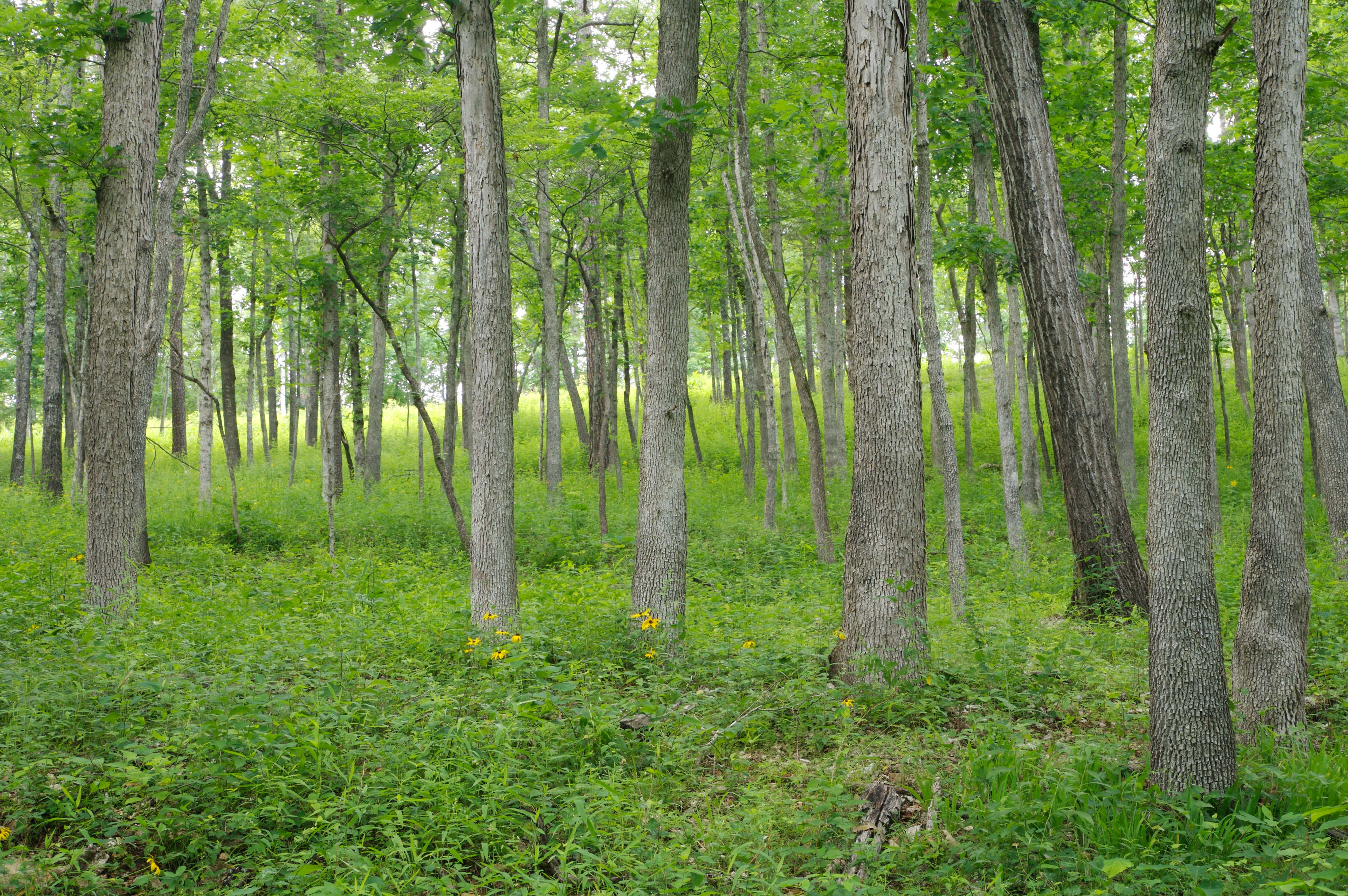 A forest of tall, thin trees at Ozark Woodlands.