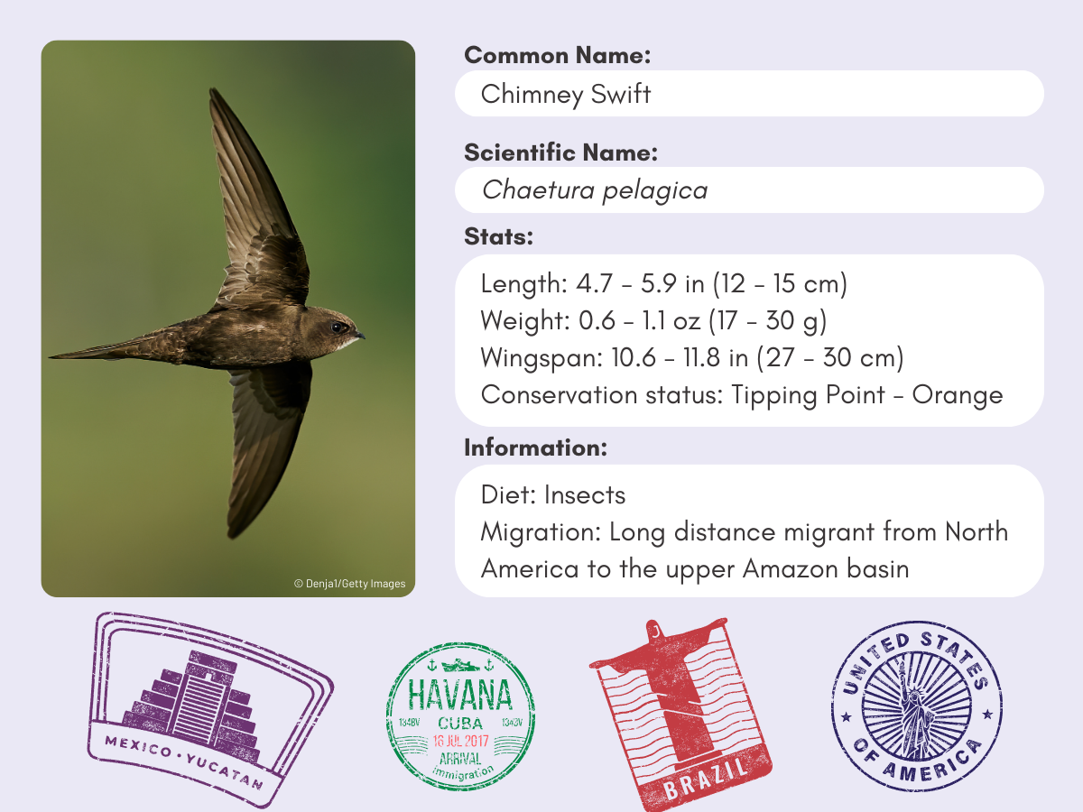 Info card for the Chimney Swift.