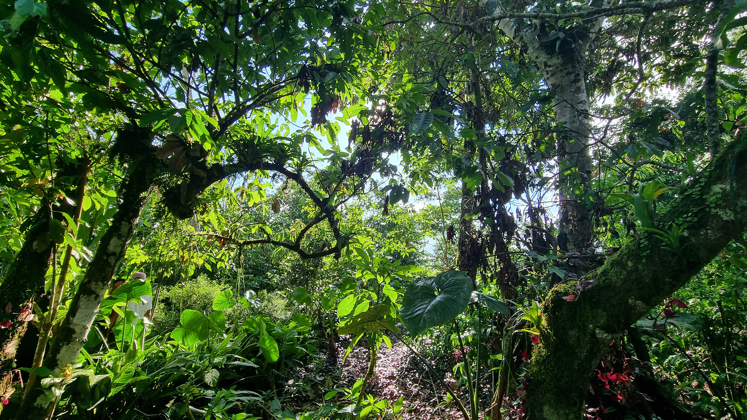 Vista de arboles desde abajo.