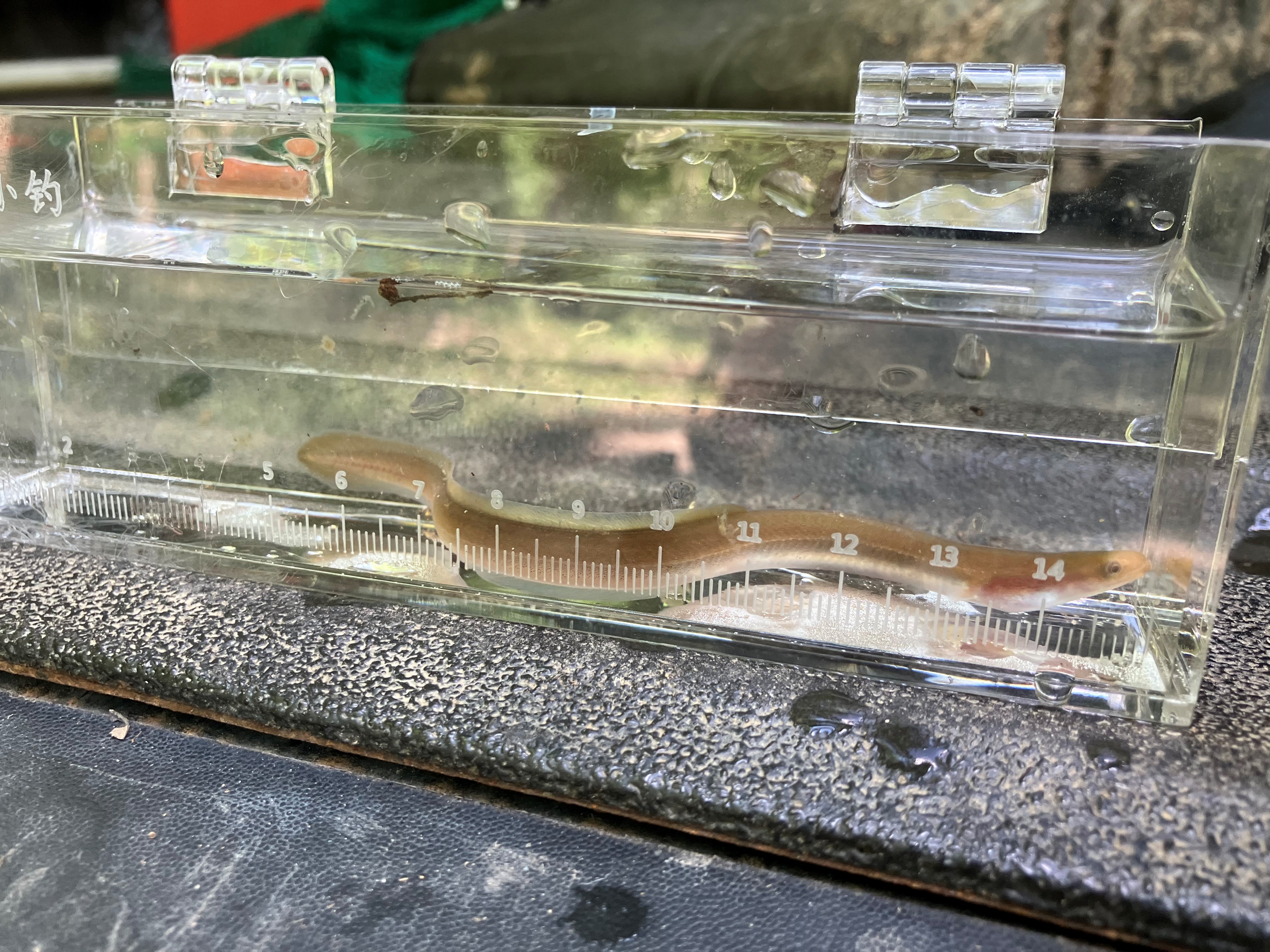Small american eel inside a glass measuring container. 