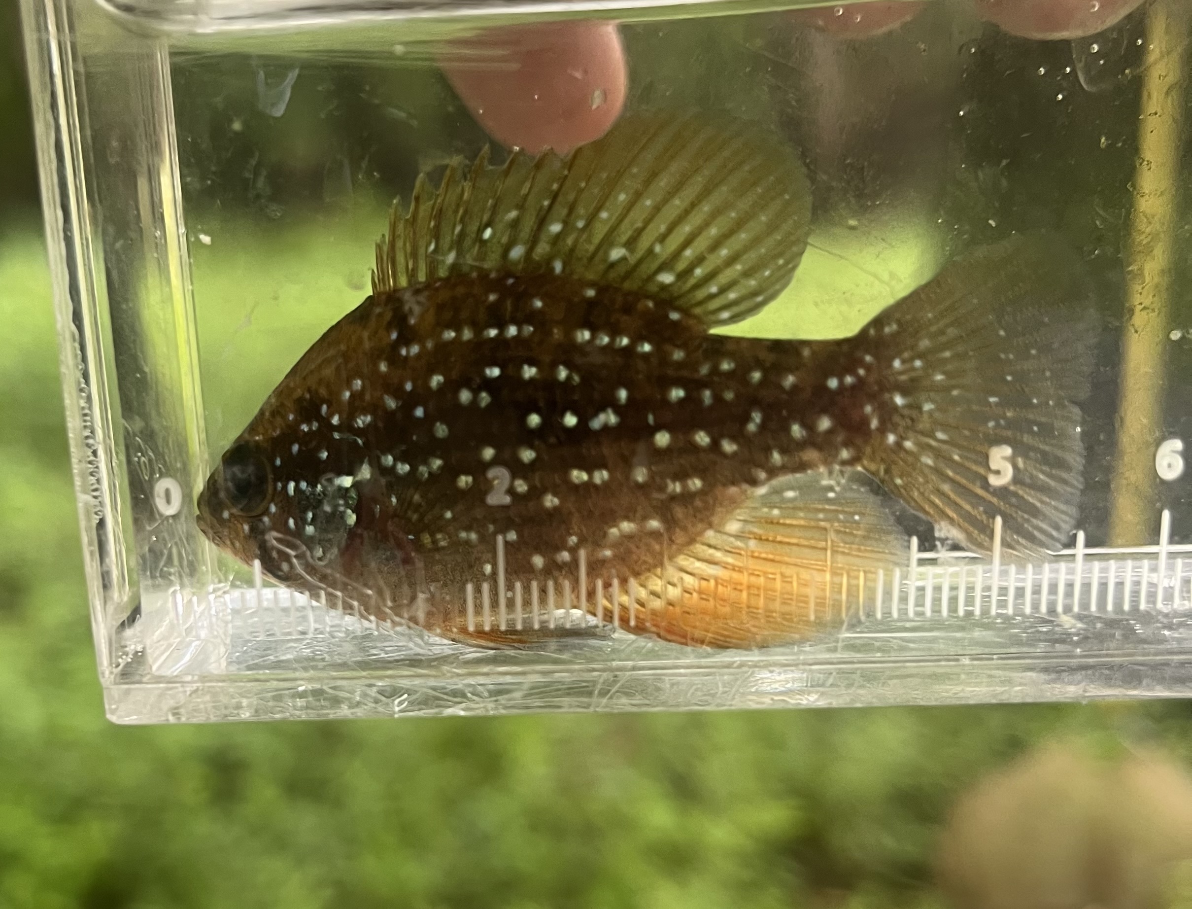 Small blue spotted sun fish inside a glass measuring container. 