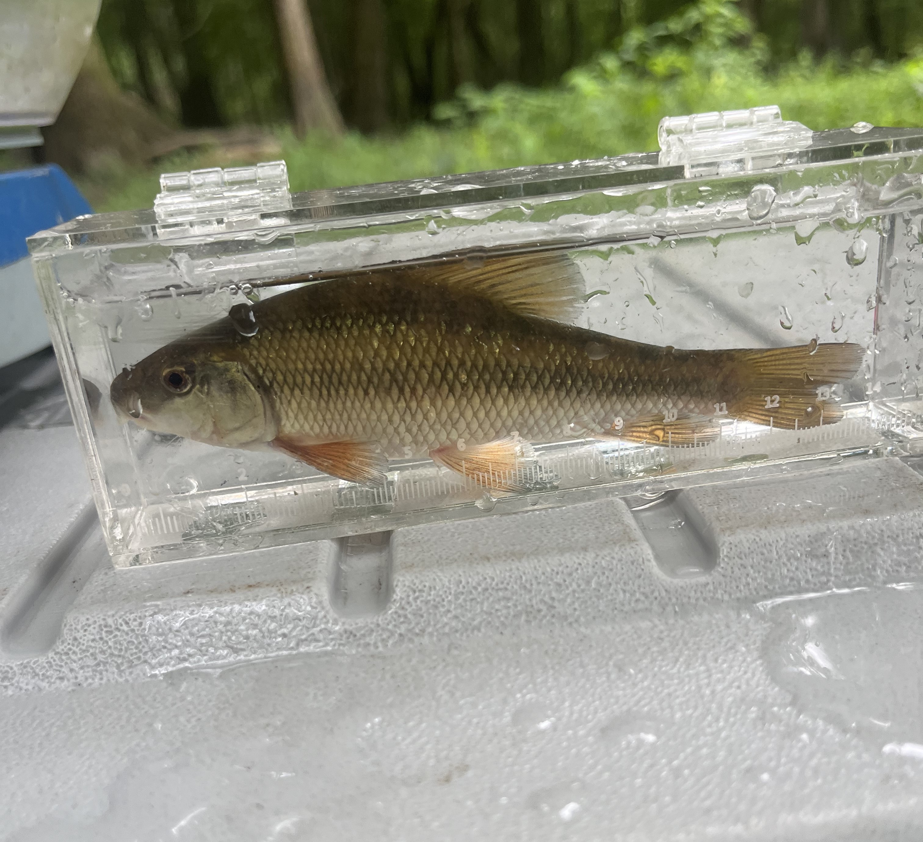 Small creek chubsucker fish inside a glass measuring container. 