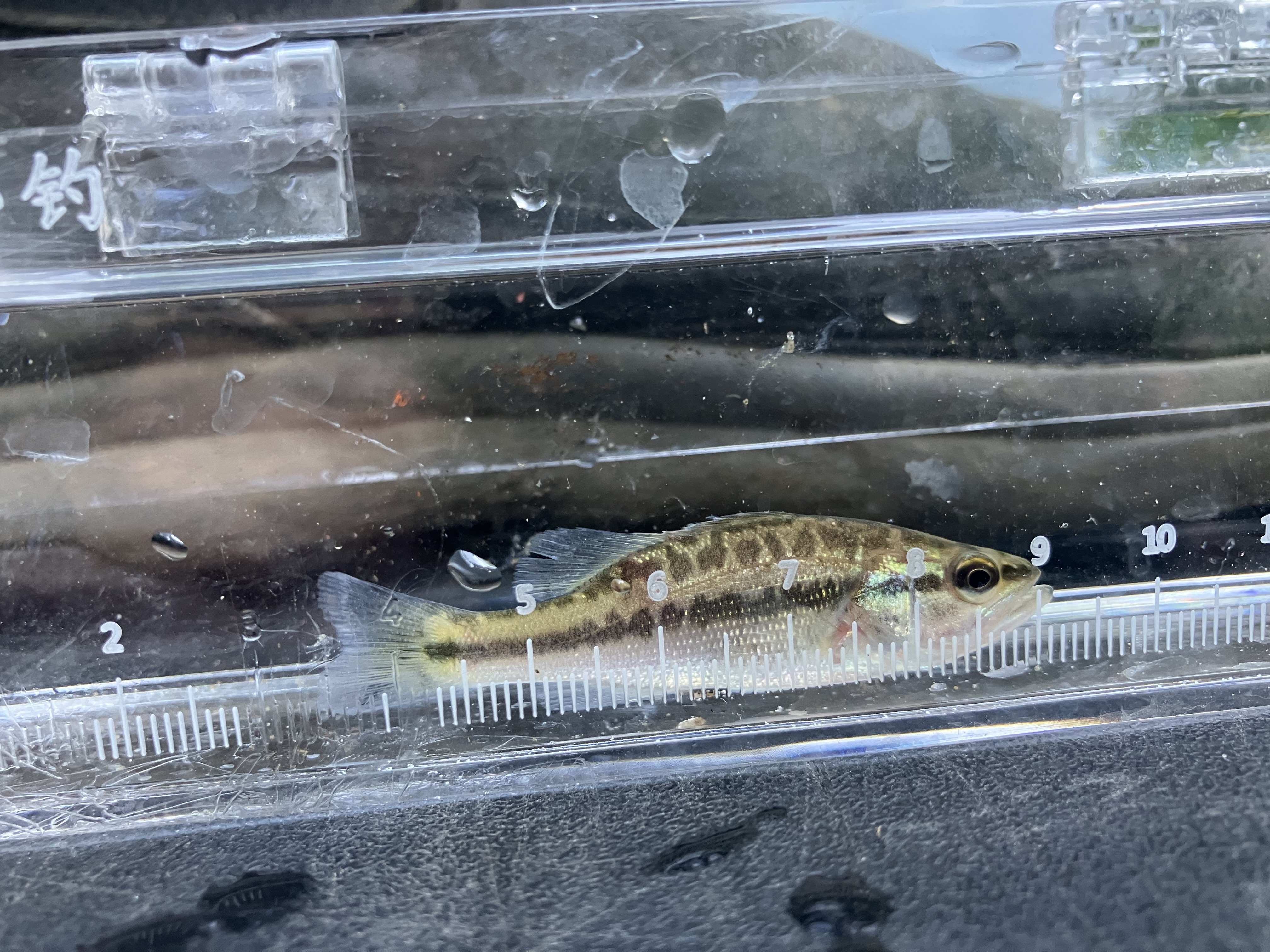 Small largemouth bass fish inside a glass measuring container. 