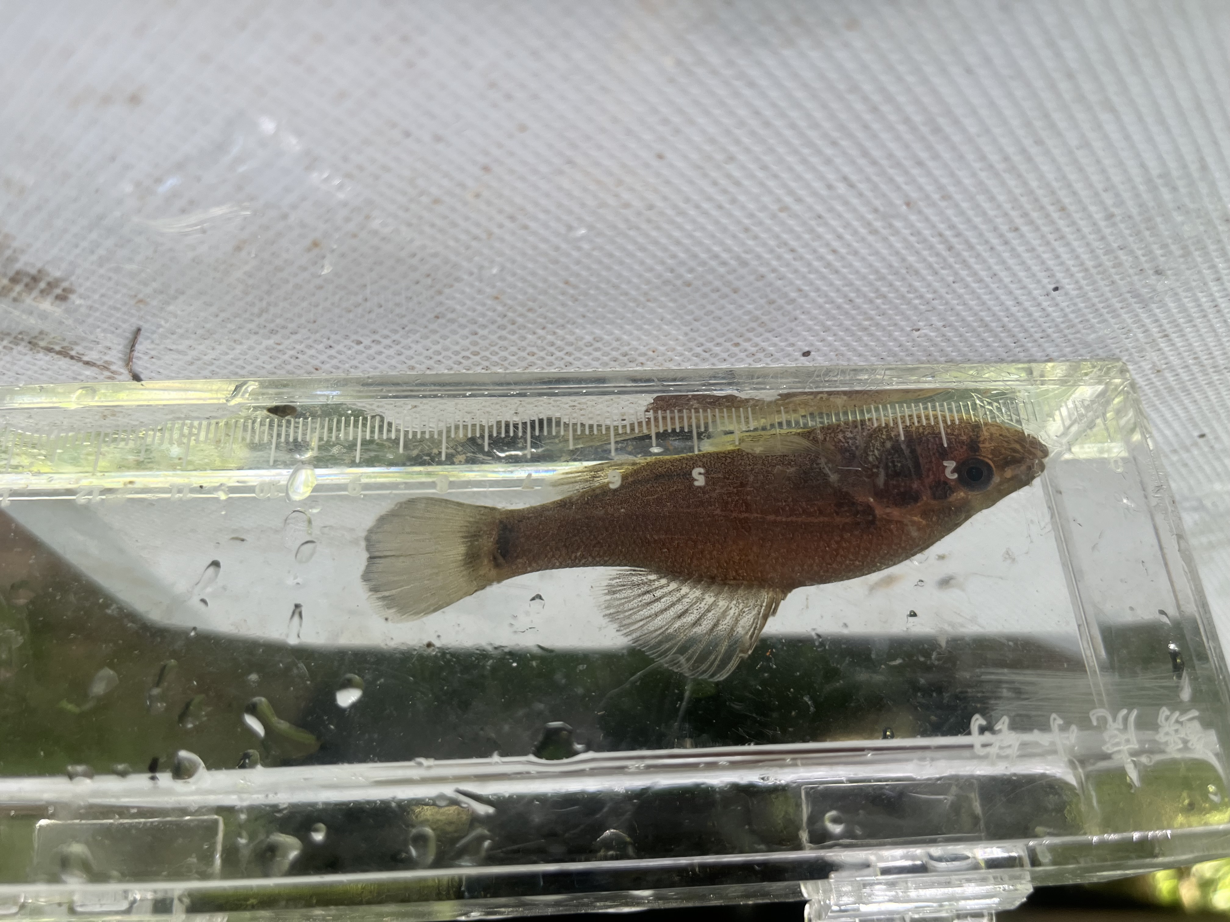 Small pirate perch fish inside a glass measuring container. 