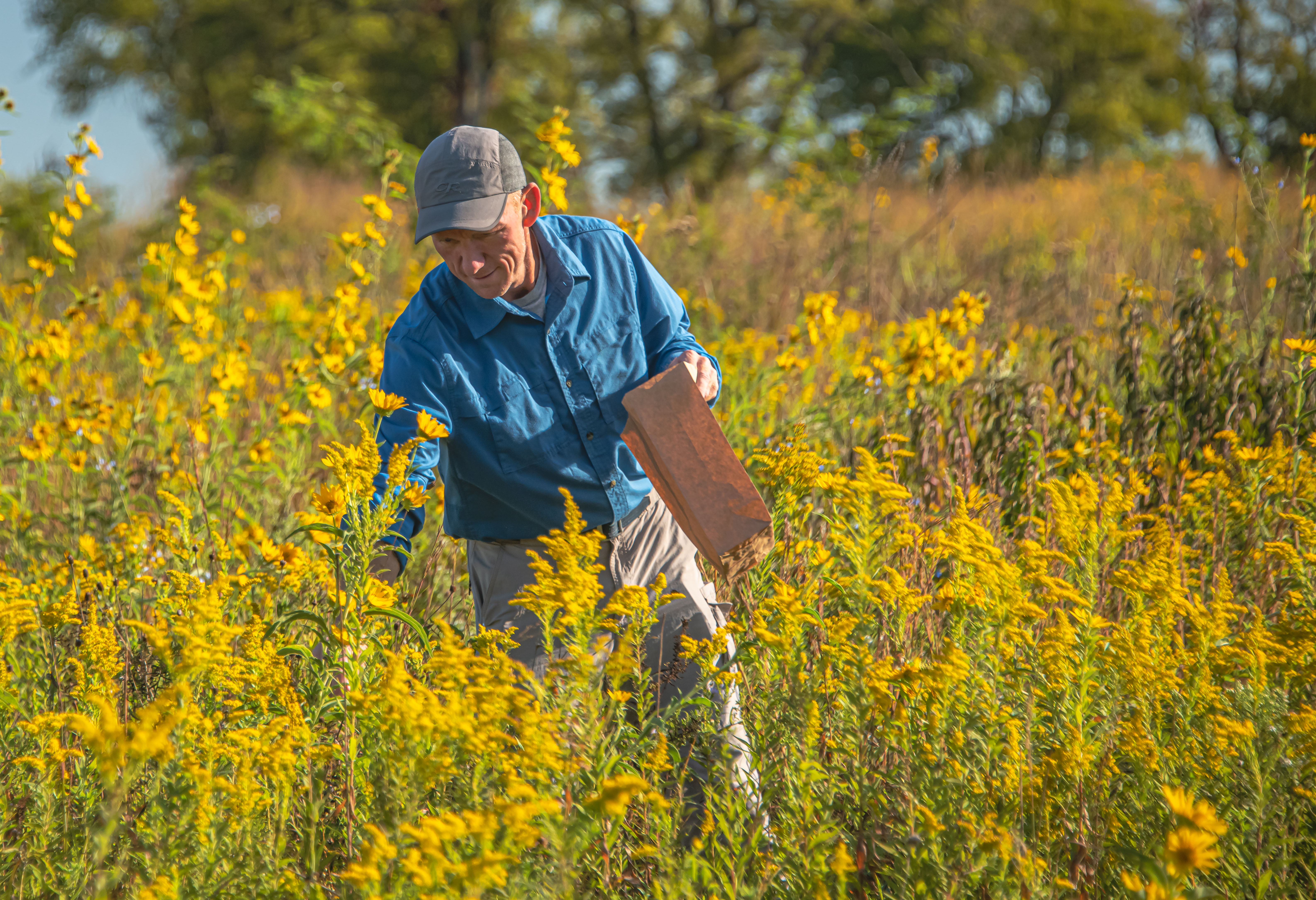 A man surrounded by bright yellow blooms spreads seeds.