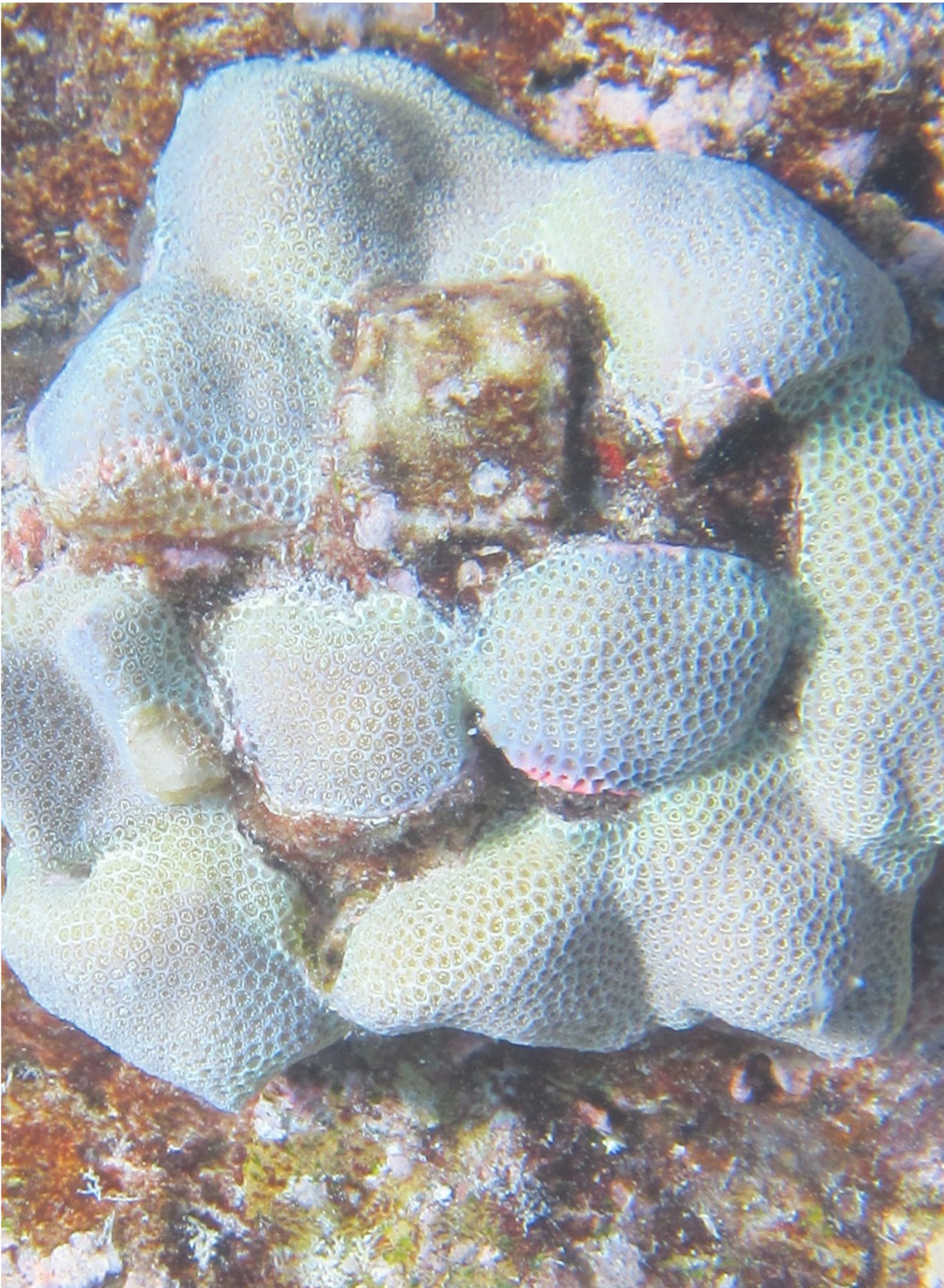 Underwater view of a white coral.