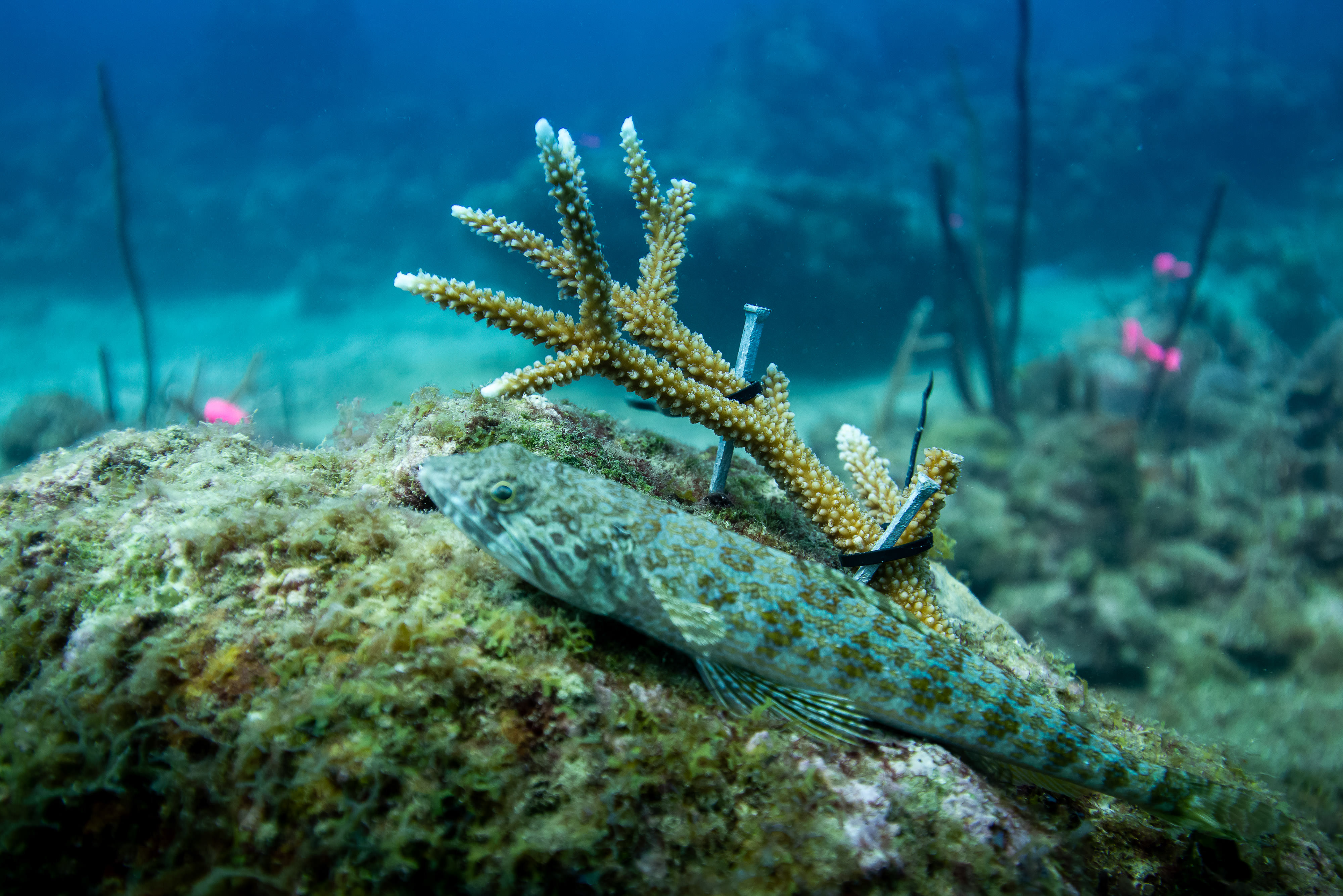 Imagen de un pez nadando entre arrecifes de coral