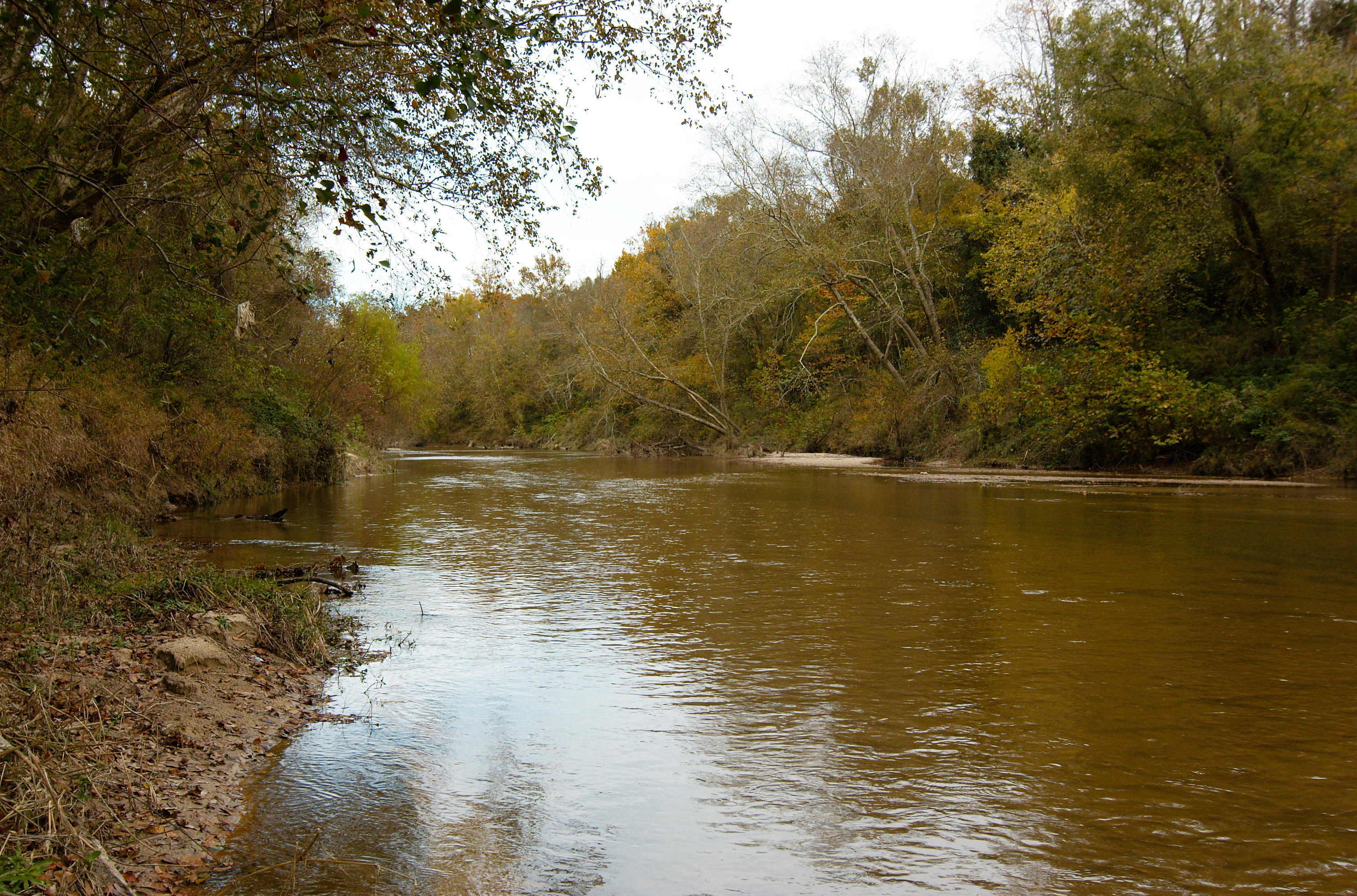 A calm river passes through a dense forest.
