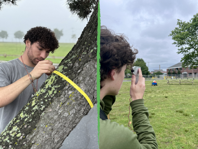 Person measuring a tree trunk with a tape measure on left, and another person taking a photo with a smartphone in a grassy field on the right.