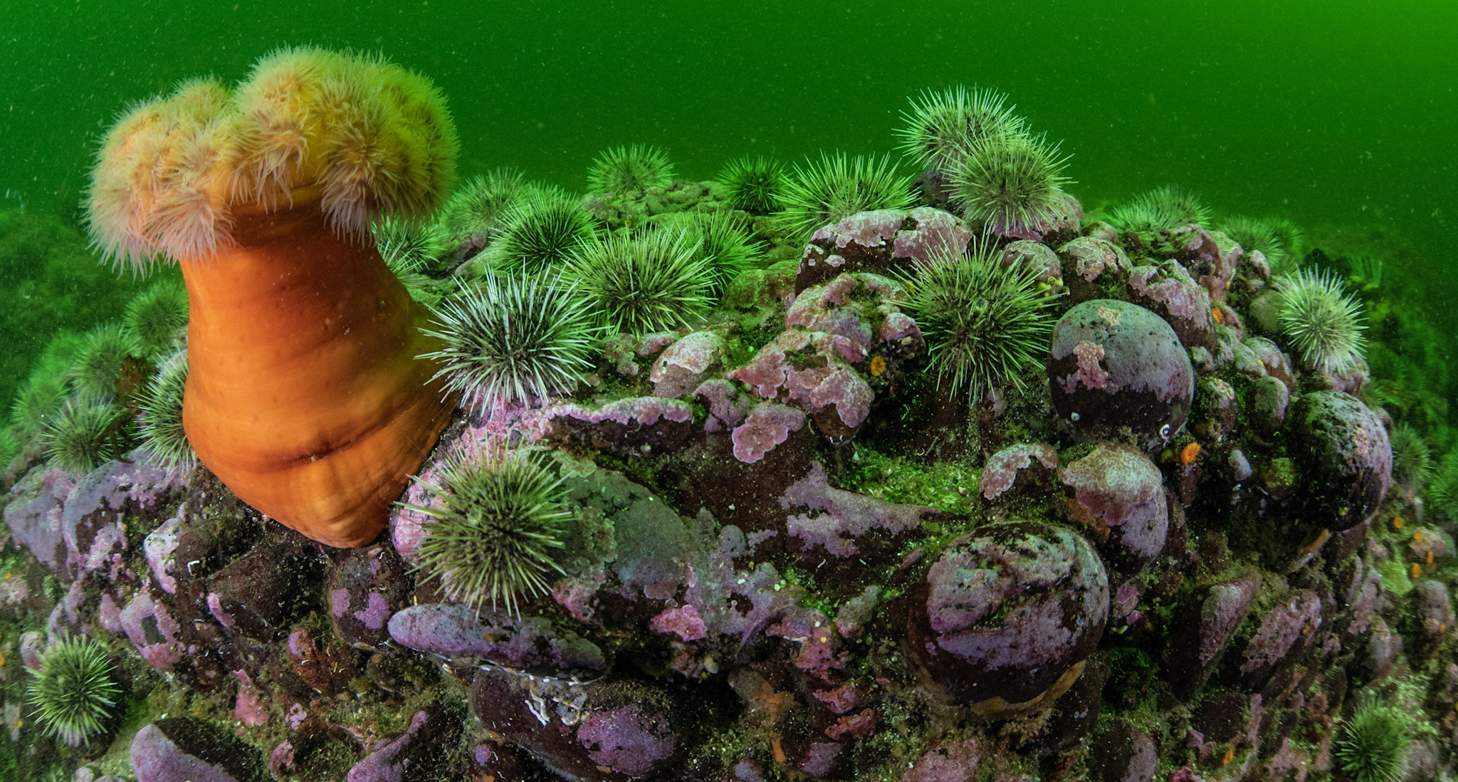 Coral underwater at Hornby Island.