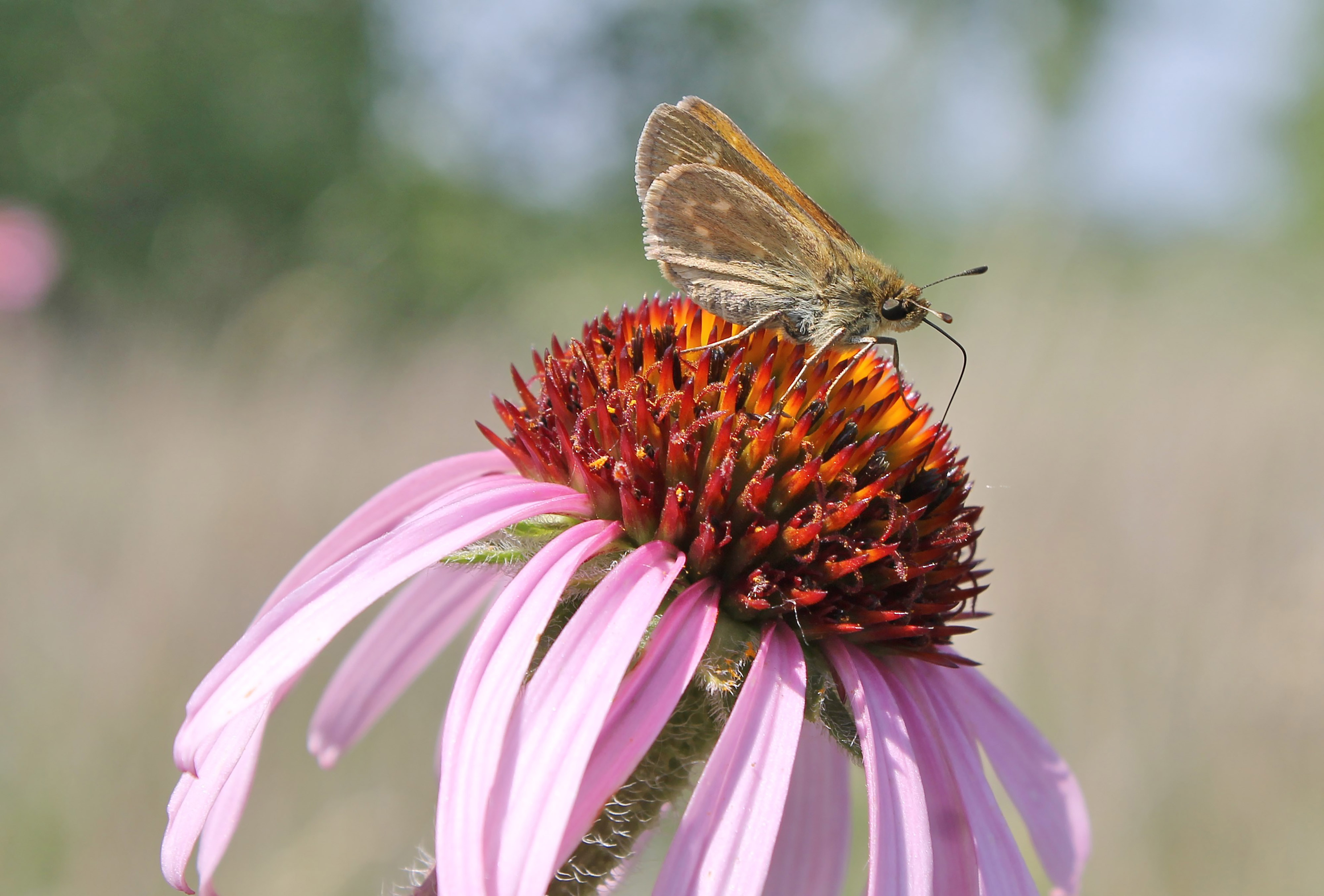 A light brown butterfly rests on a purple flower.